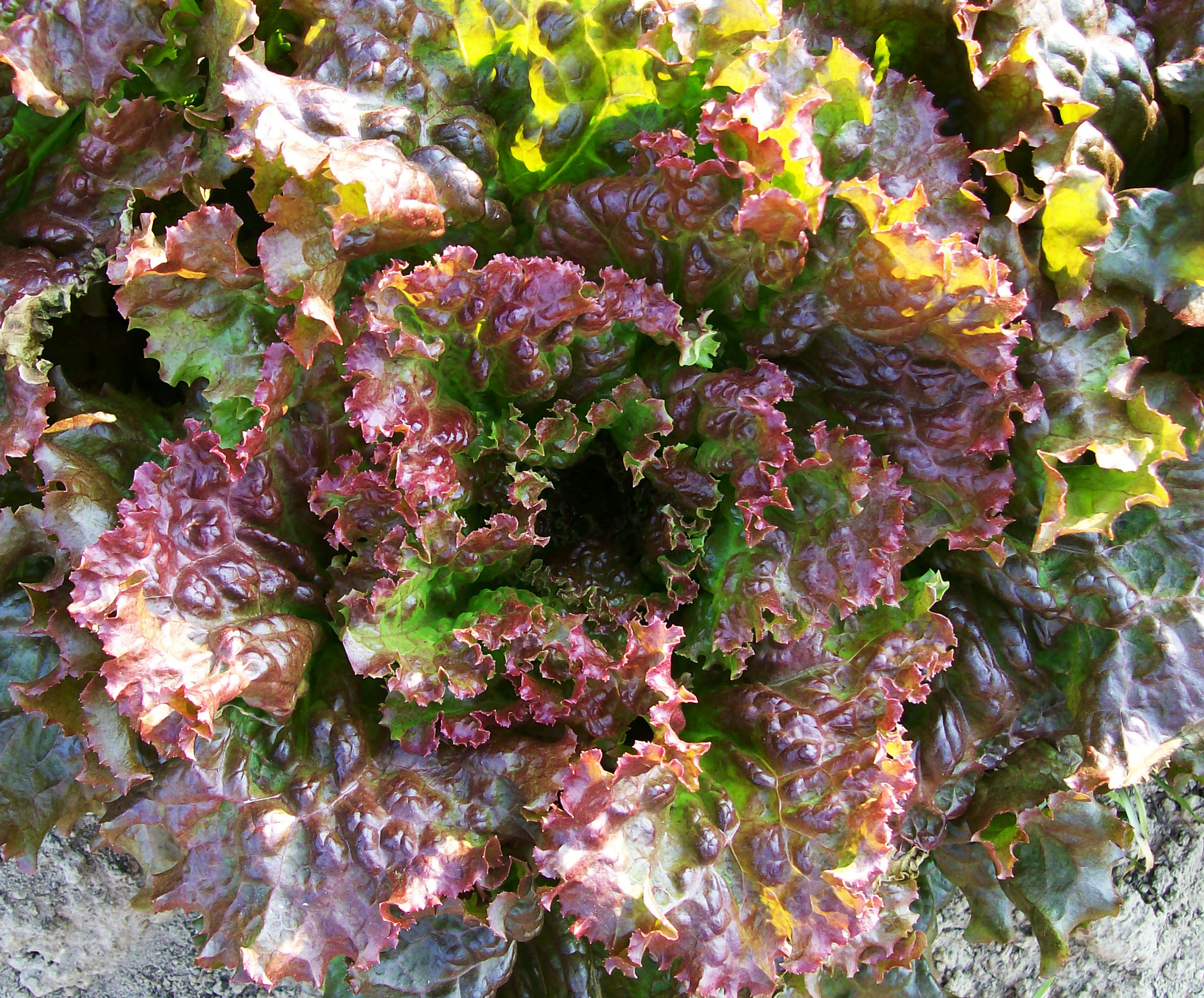 Hundredfold Organic Red Sails Loose-Leaf Lettuce 500 Vegetable Seeds Containers Patios or Home Gardens
