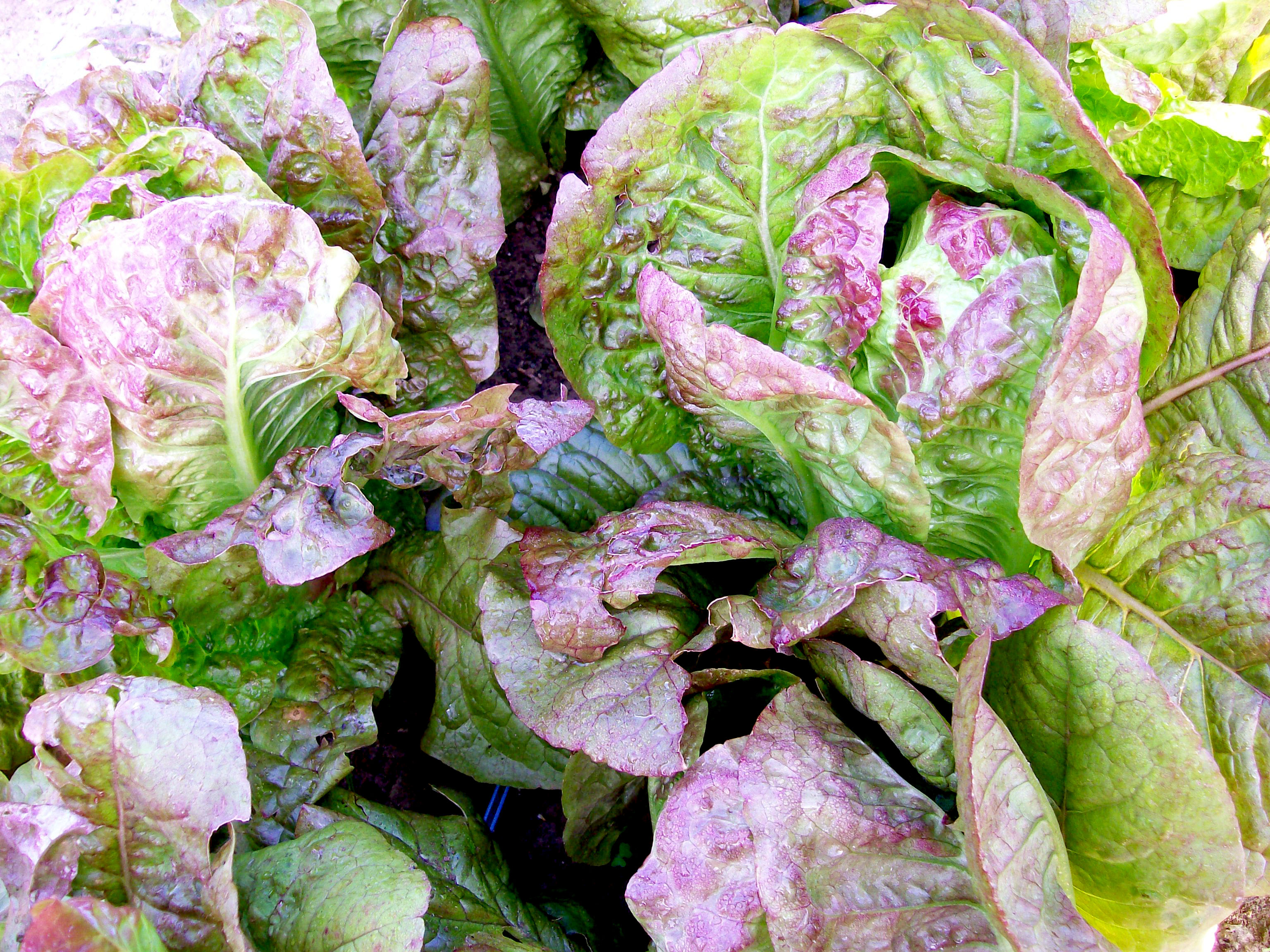 Susan's Red Bibb Bibb (Butterhead) Lettuce
