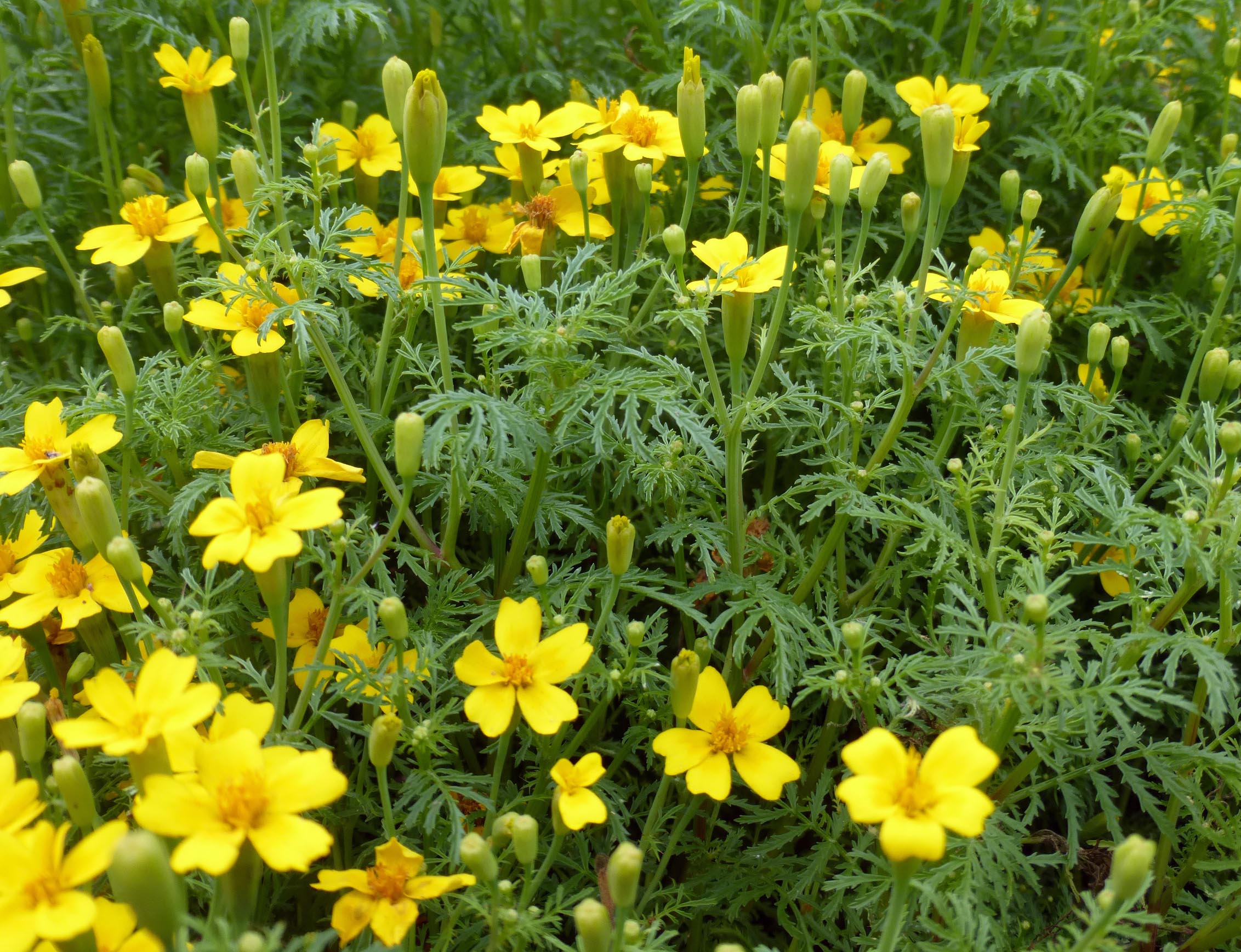 Marigold lemon gem plant