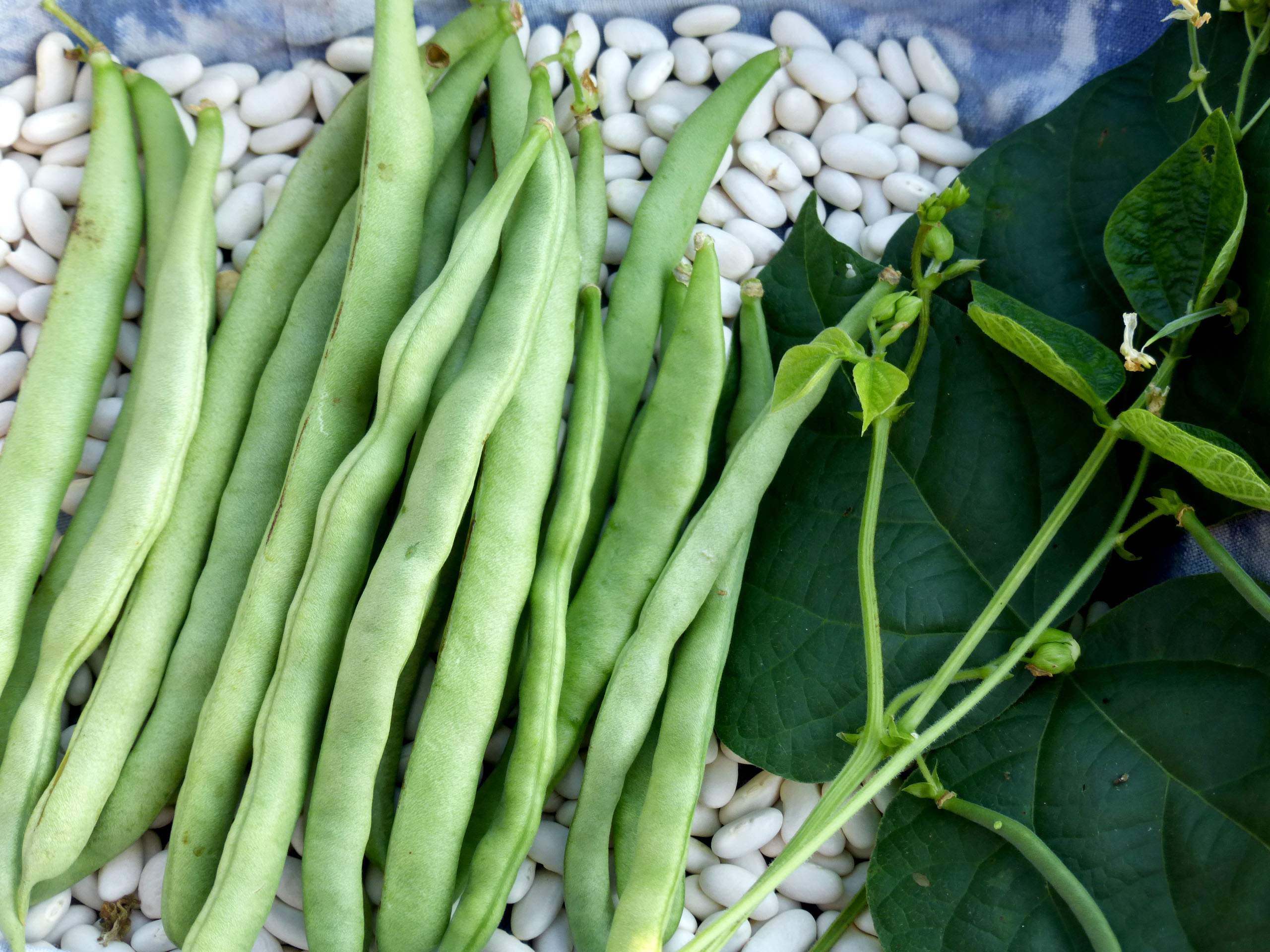 McCaslan Pole Snap Bean