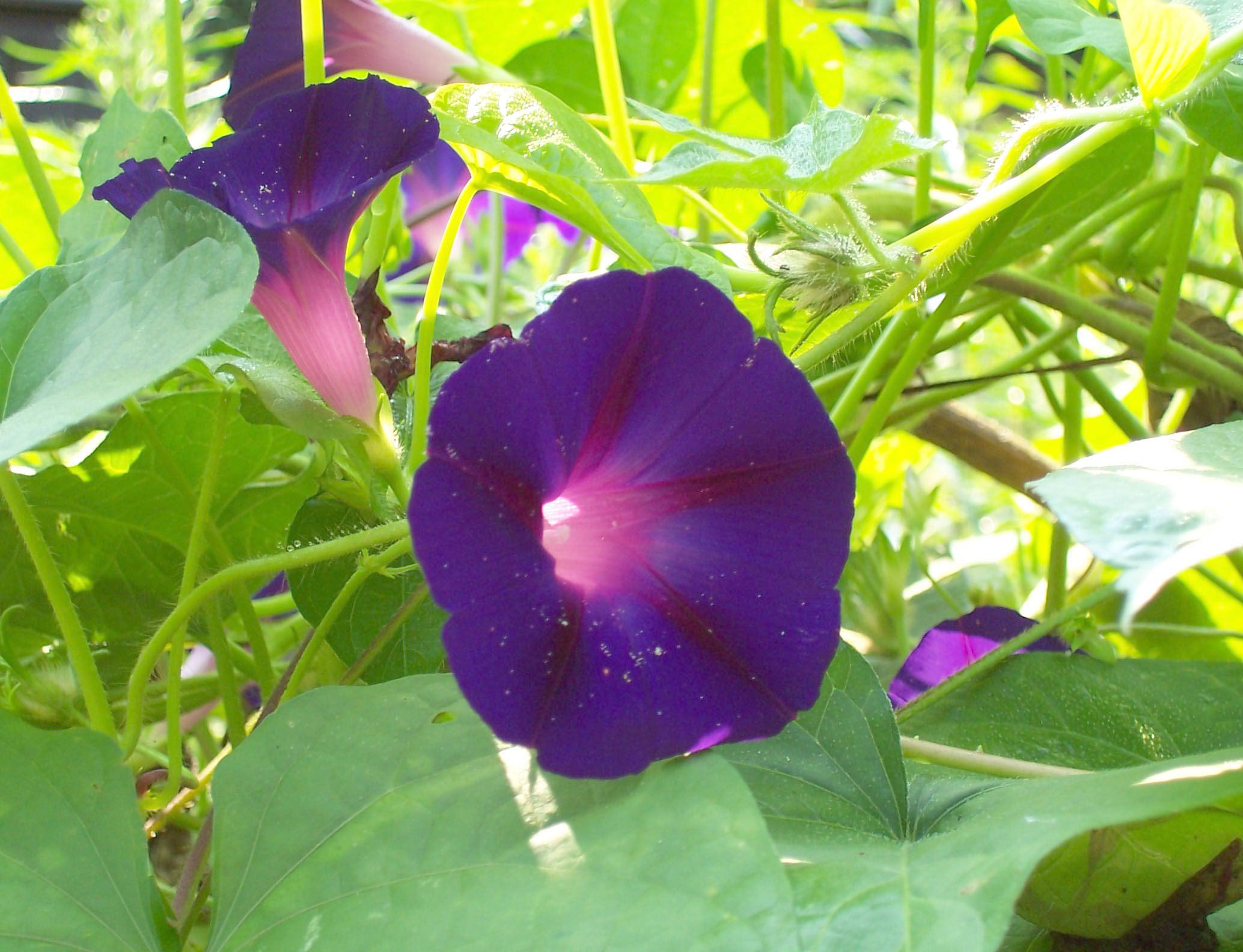 Morning Glory, Grandpa Ott's