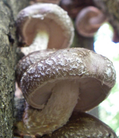 mushroom-shiitake-