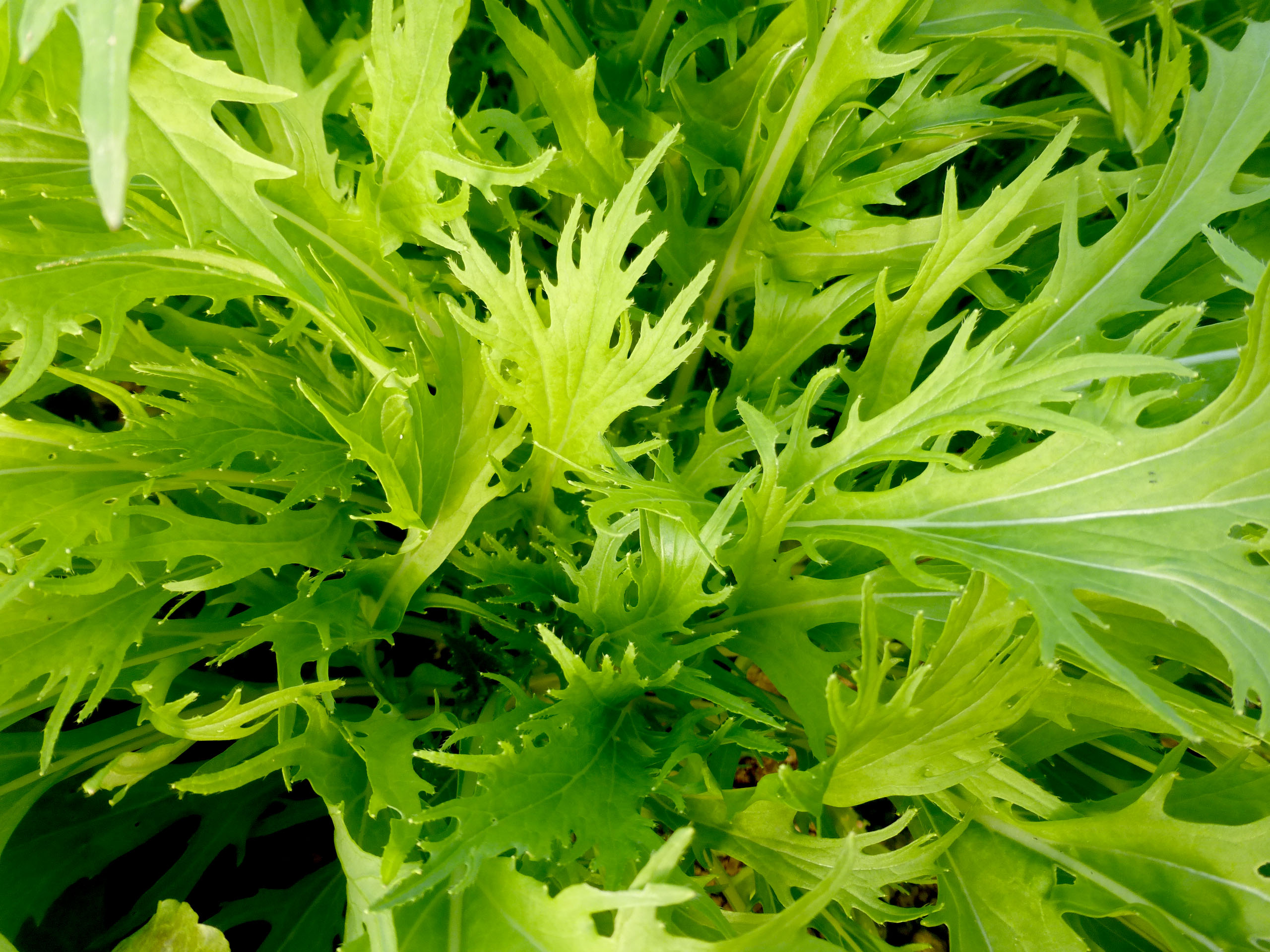Mizuna, Early Mustard