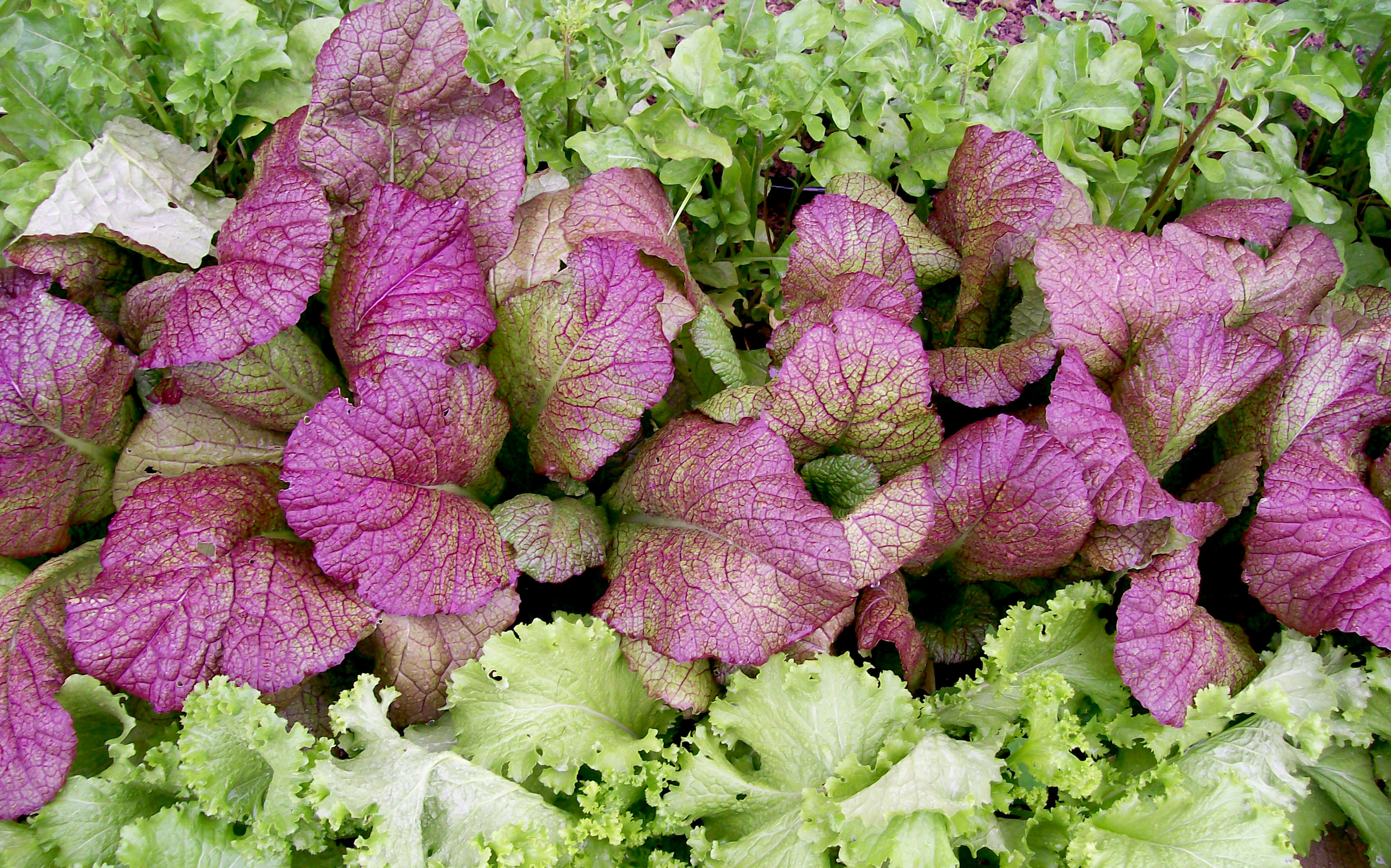 Mand overrasket marked Red Giant Mustard