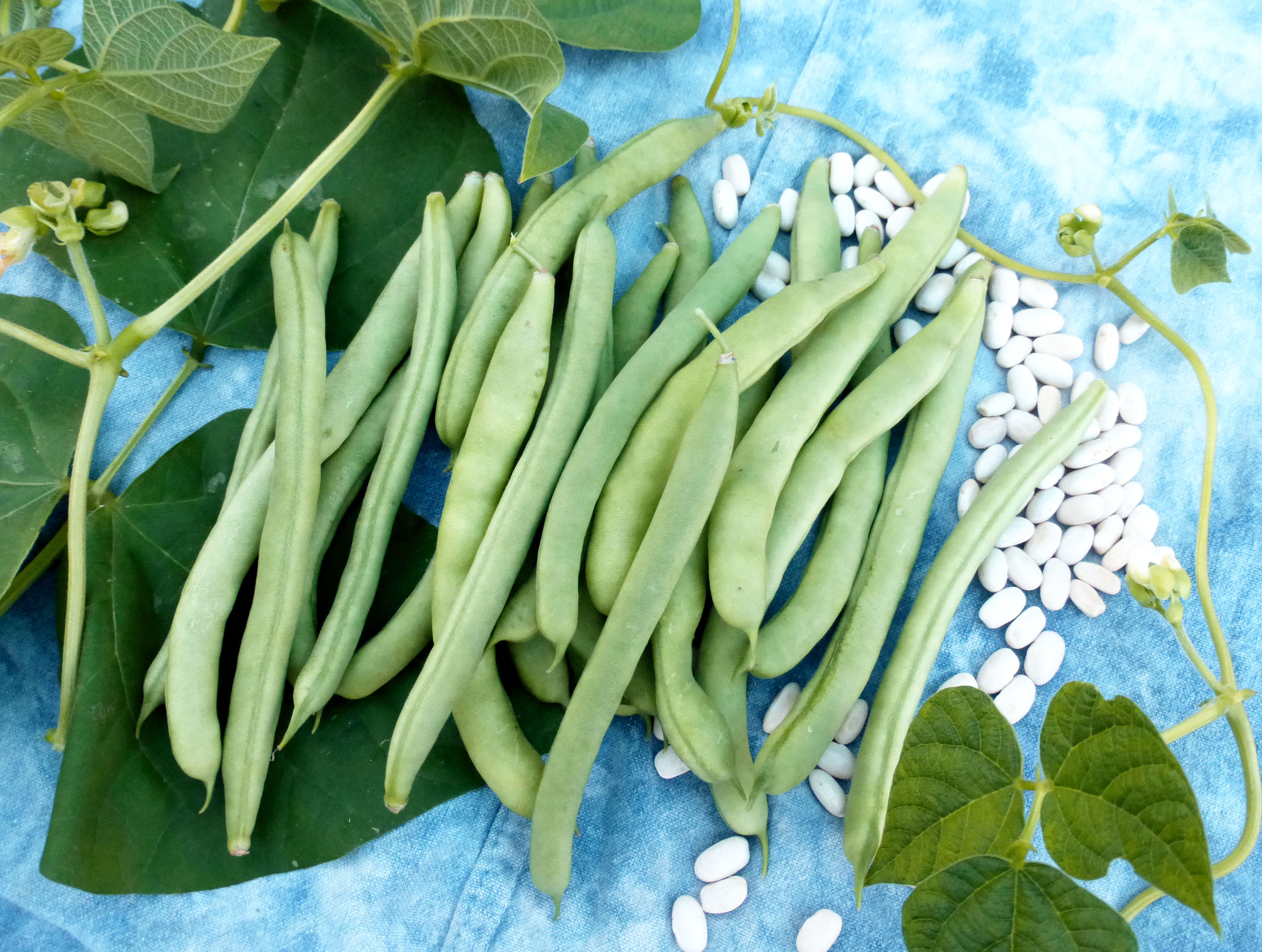NT (NonTough) Half Runner Pole Snap Bean