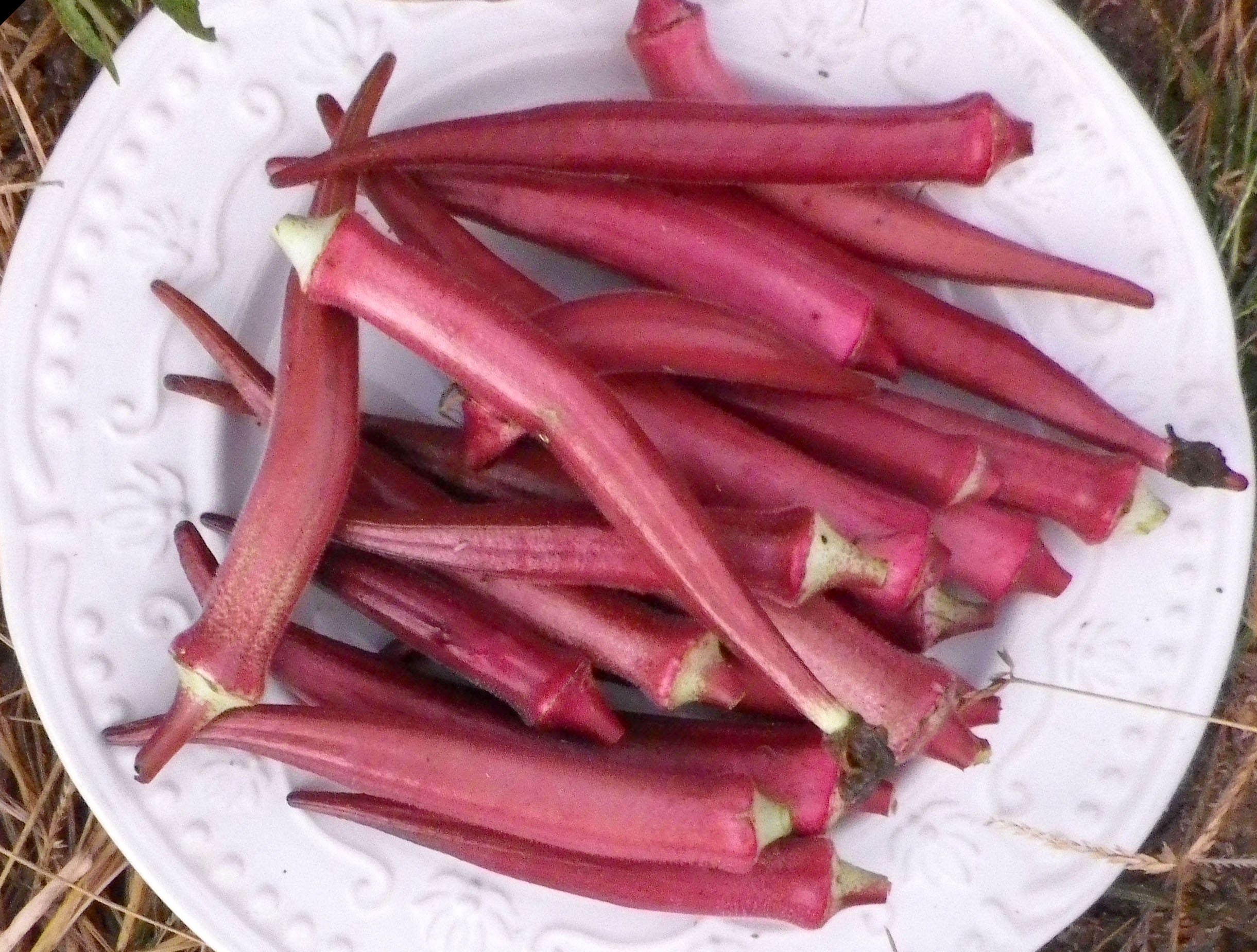 Okinawa Pink Okra soak-okra-in-water-overnight-and-drink-it-in-the-morning-for-wondrous
