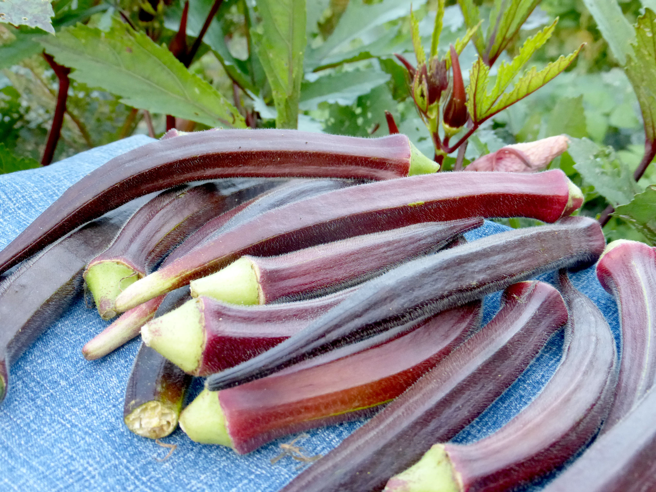 Burgundy Okra