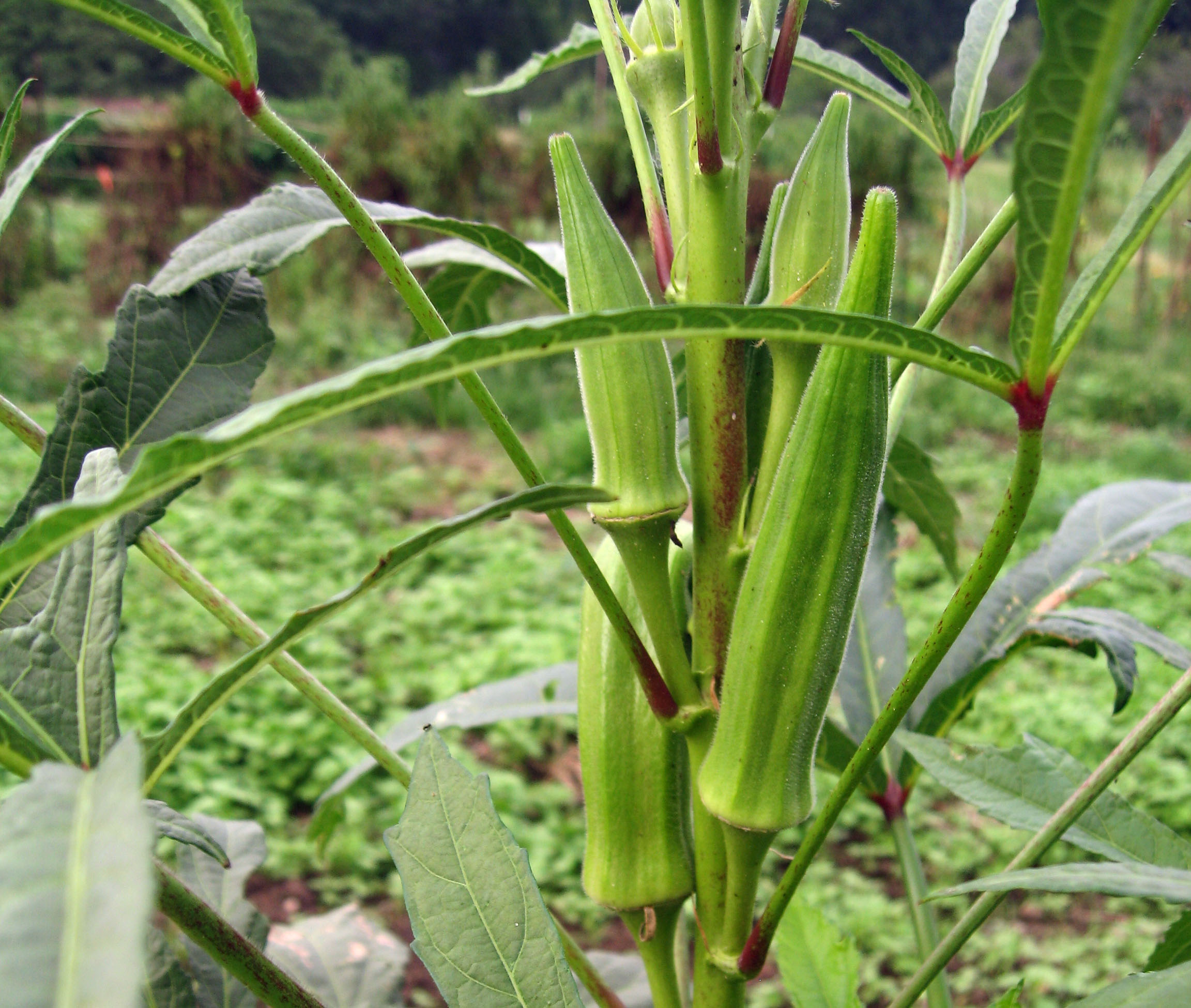 Cow Horn Okra