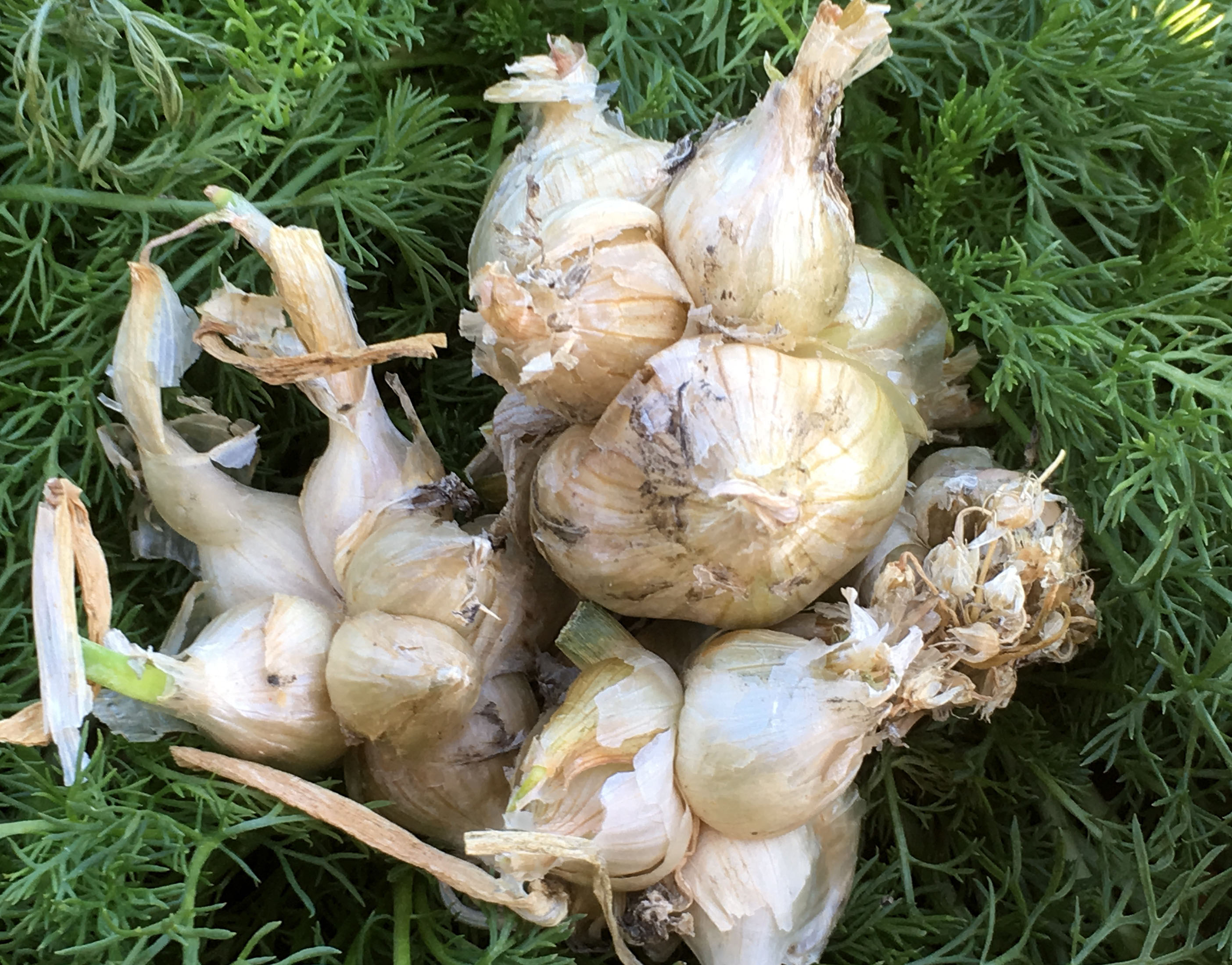 Egyptian Walking Onion, Heirloom White (Heritage Sweet White Topsetting