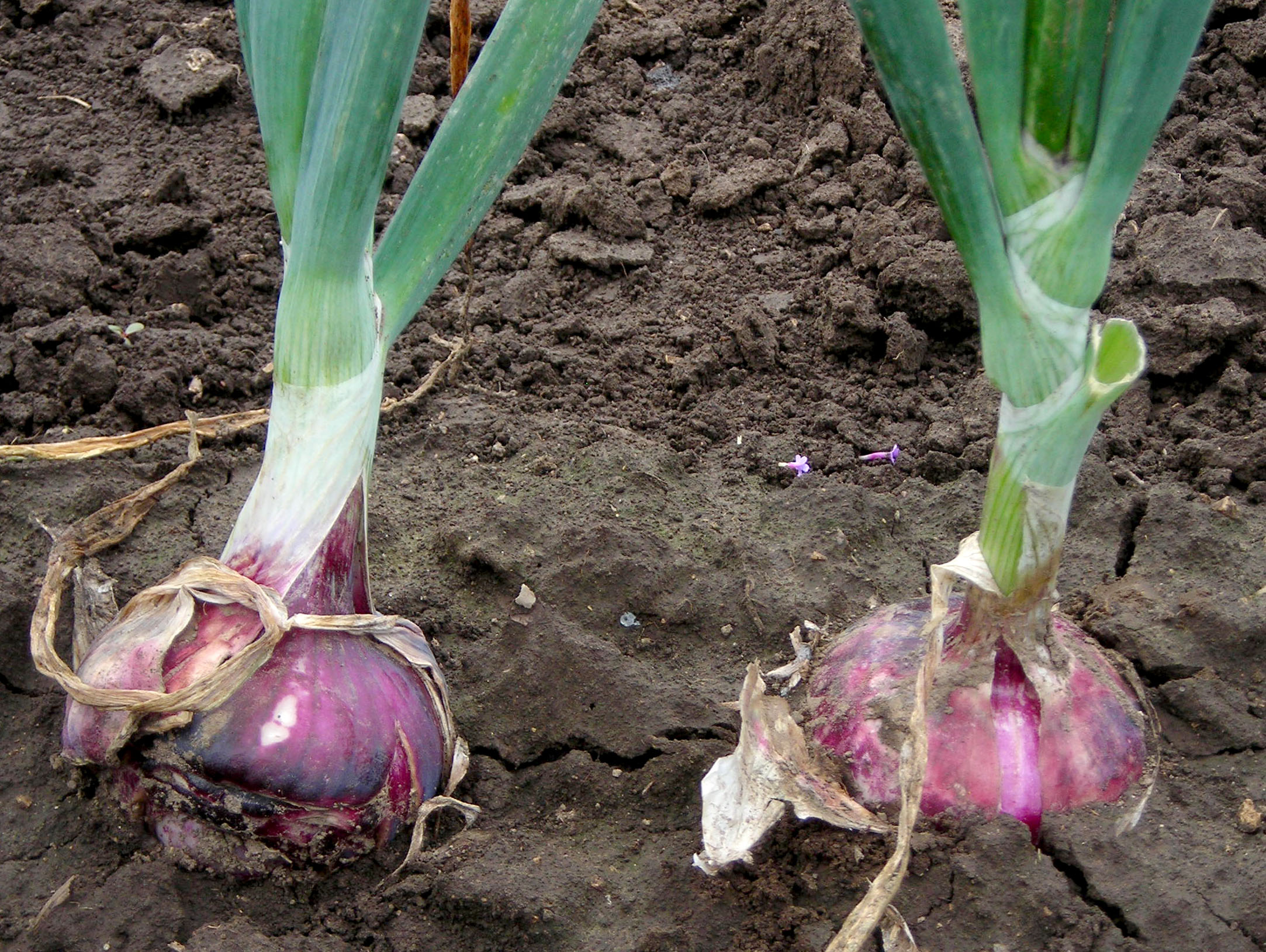 Red Wethersfield Dry Bulb Onion