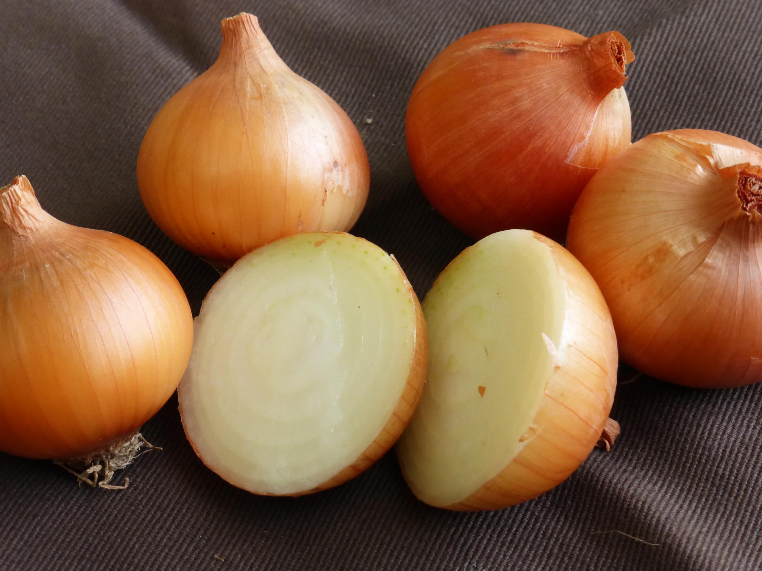 Professional Top Quality Seeds Yellow Golden Onion ''Dorata di Parma'' ~100+ 