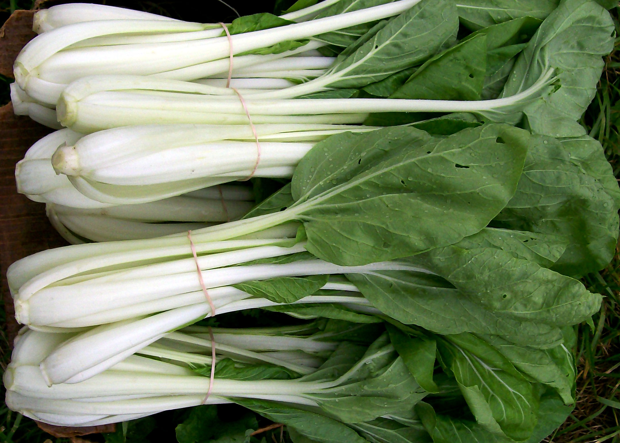 1000 Heirloom Bok Choy Pak Choi White Stem Chinese Cabbage Seeds w Gift Combines SH