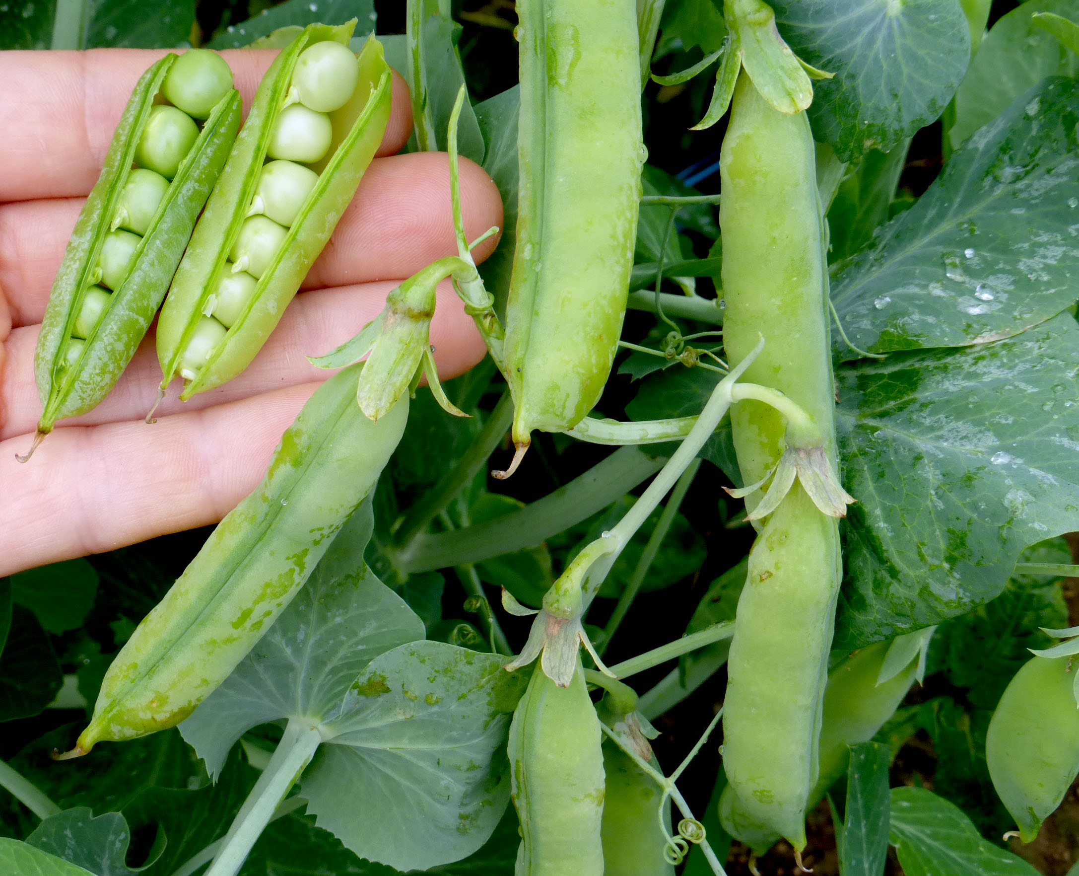 Wando Dwarf Shelling (English) Pea