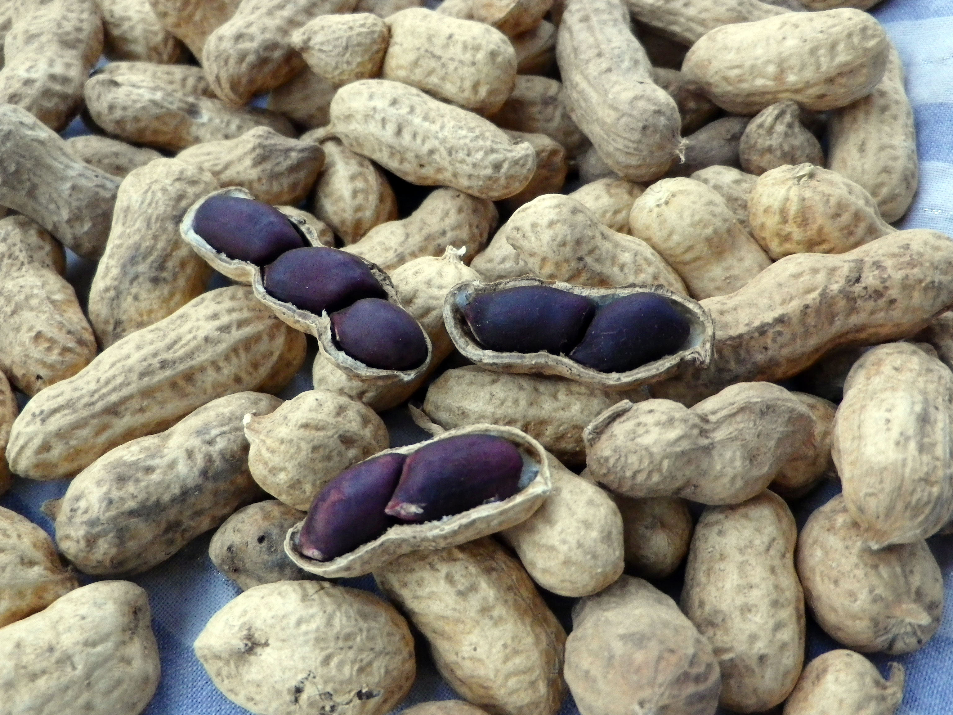 Арахис орех или боб. Земляной арахис. Земляной орех арахис. Сорт арахиса краснодарец. Арахис сорт Вирджиния.