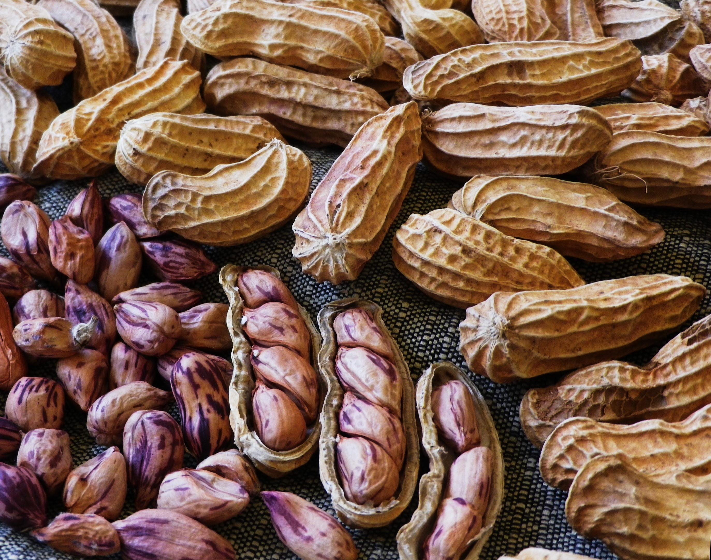 Jungle Striped, Sundance Striped Peanut
