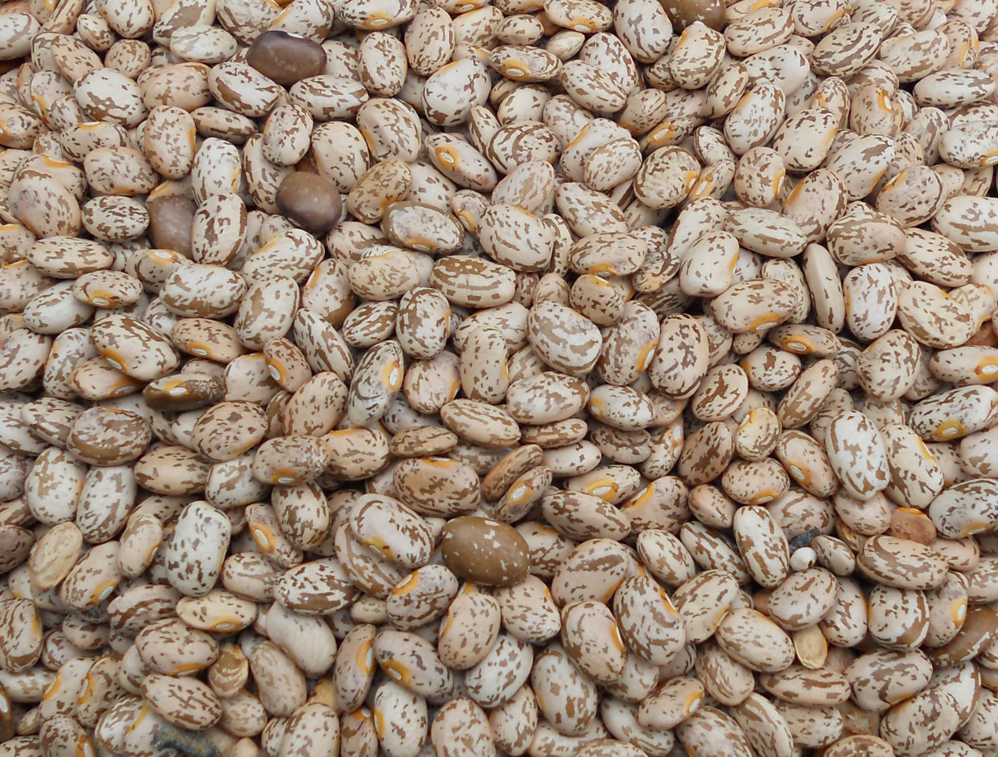 Pinto Bean (Soup, Baking, Dry) (Bush)