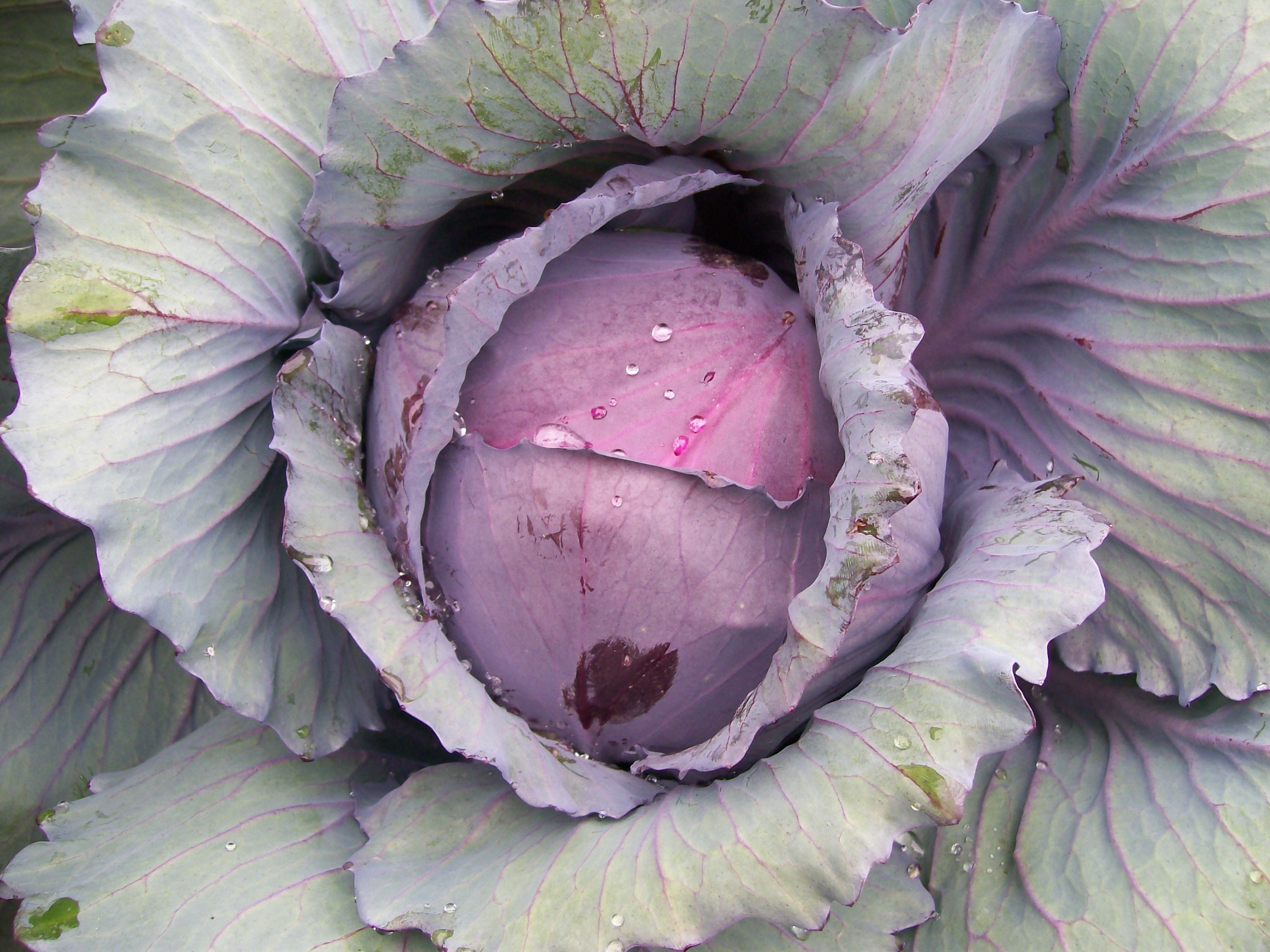 Red Acre Cabbage