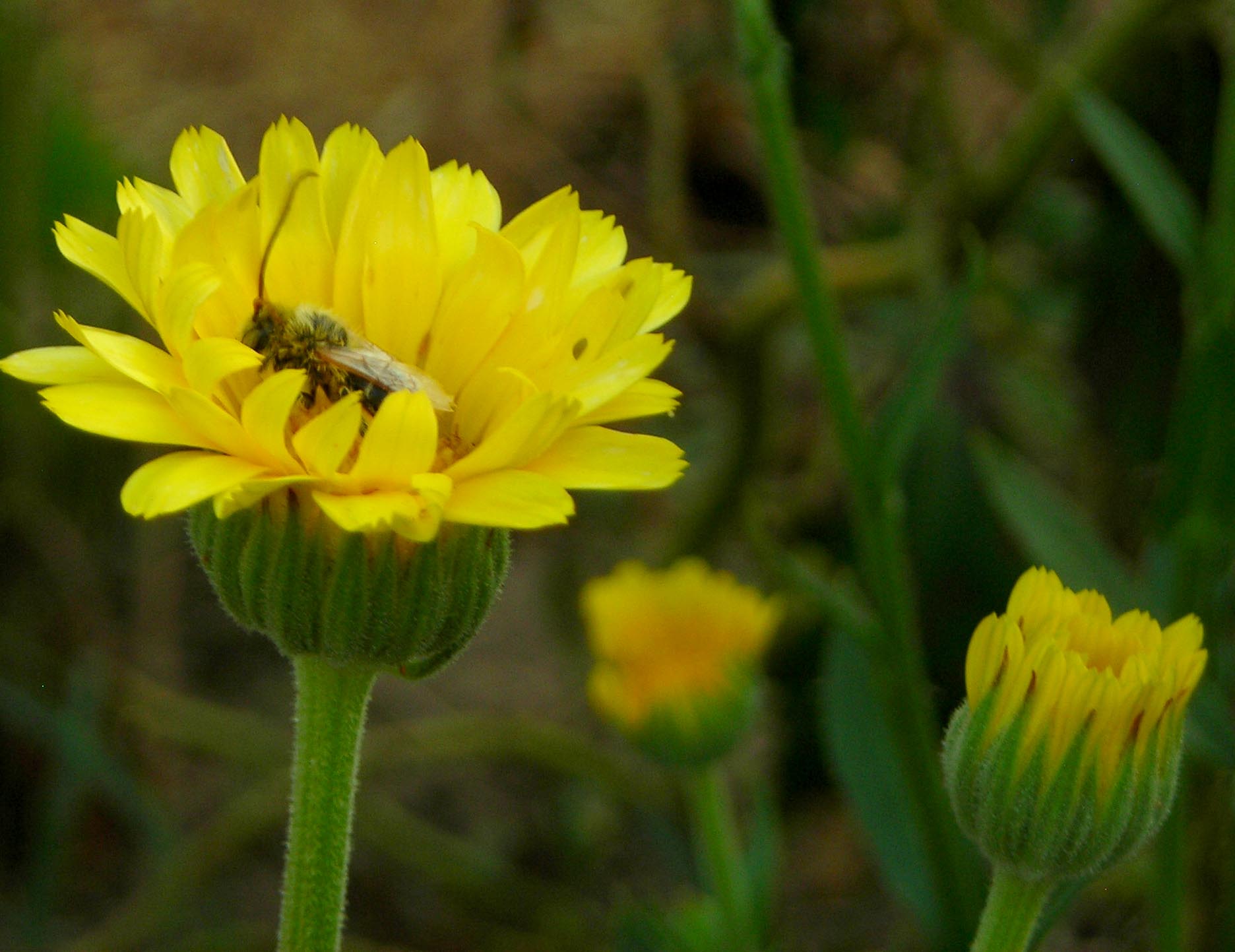 Calendula, Resina