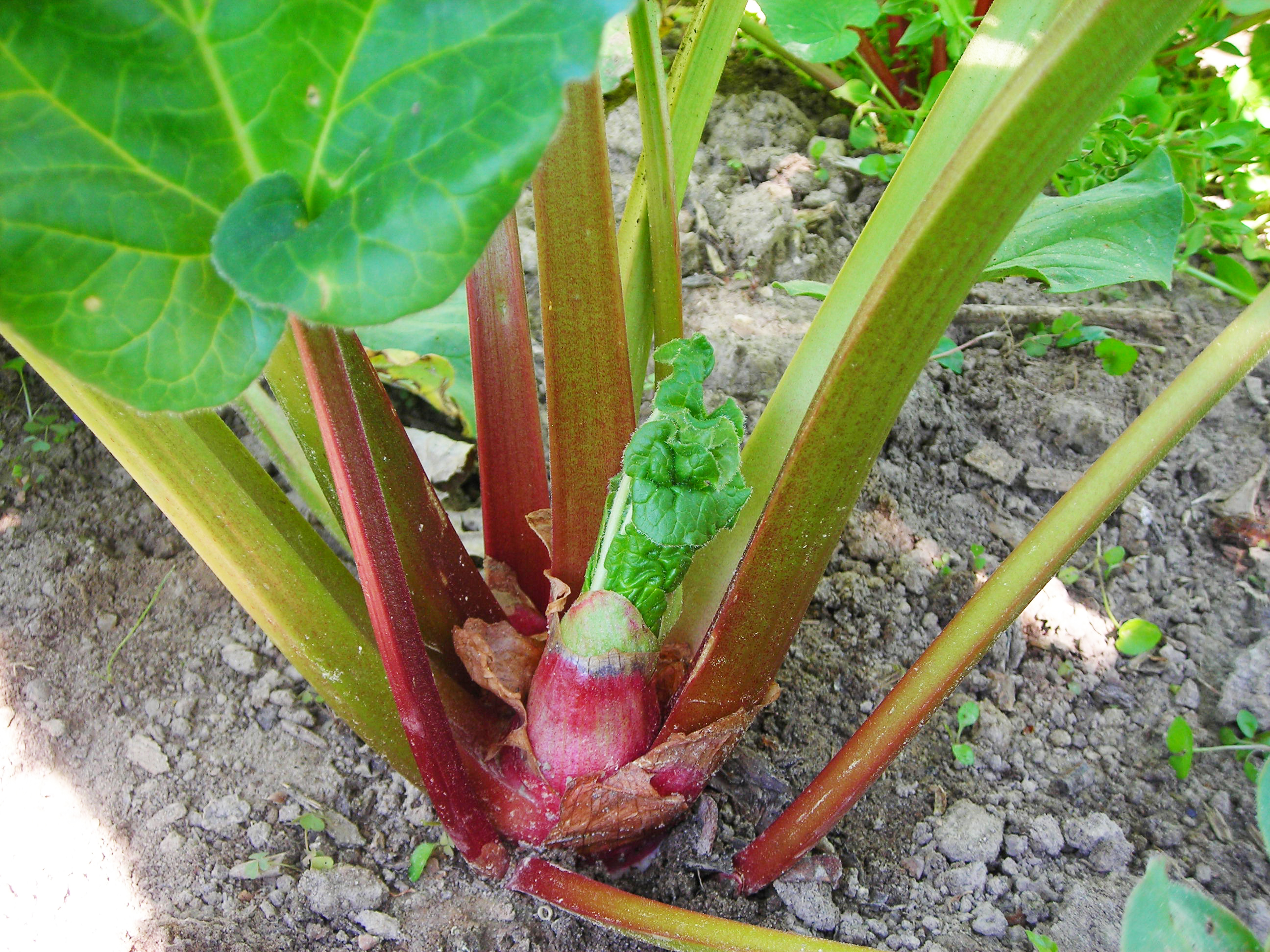 Rhubarb Seeds - Victoria – The Incredible Seed Company Ltd