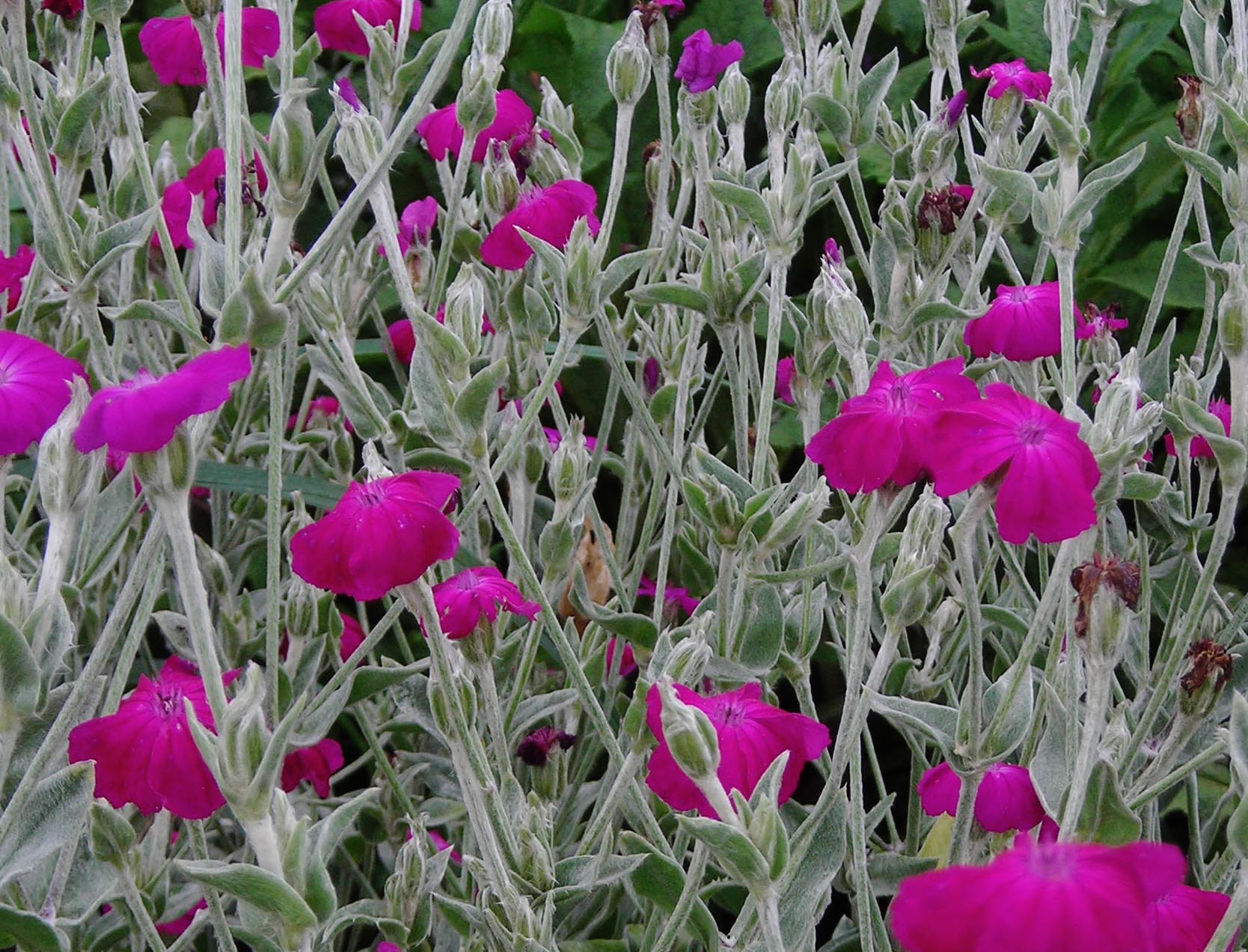 Rose Campion