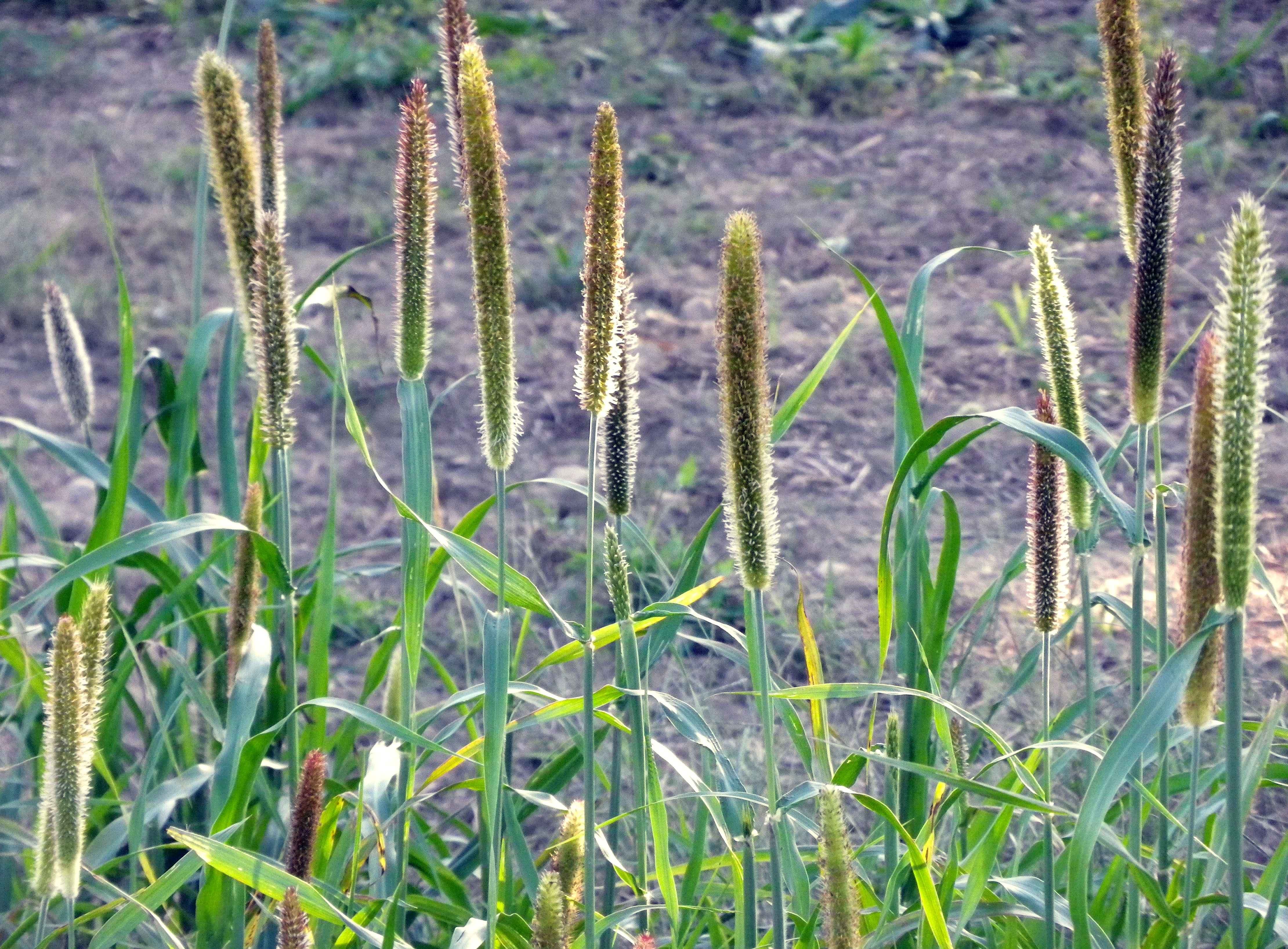 5 Lbs. Hybrid Pearl Millet Seeds Tifleaf 3 
