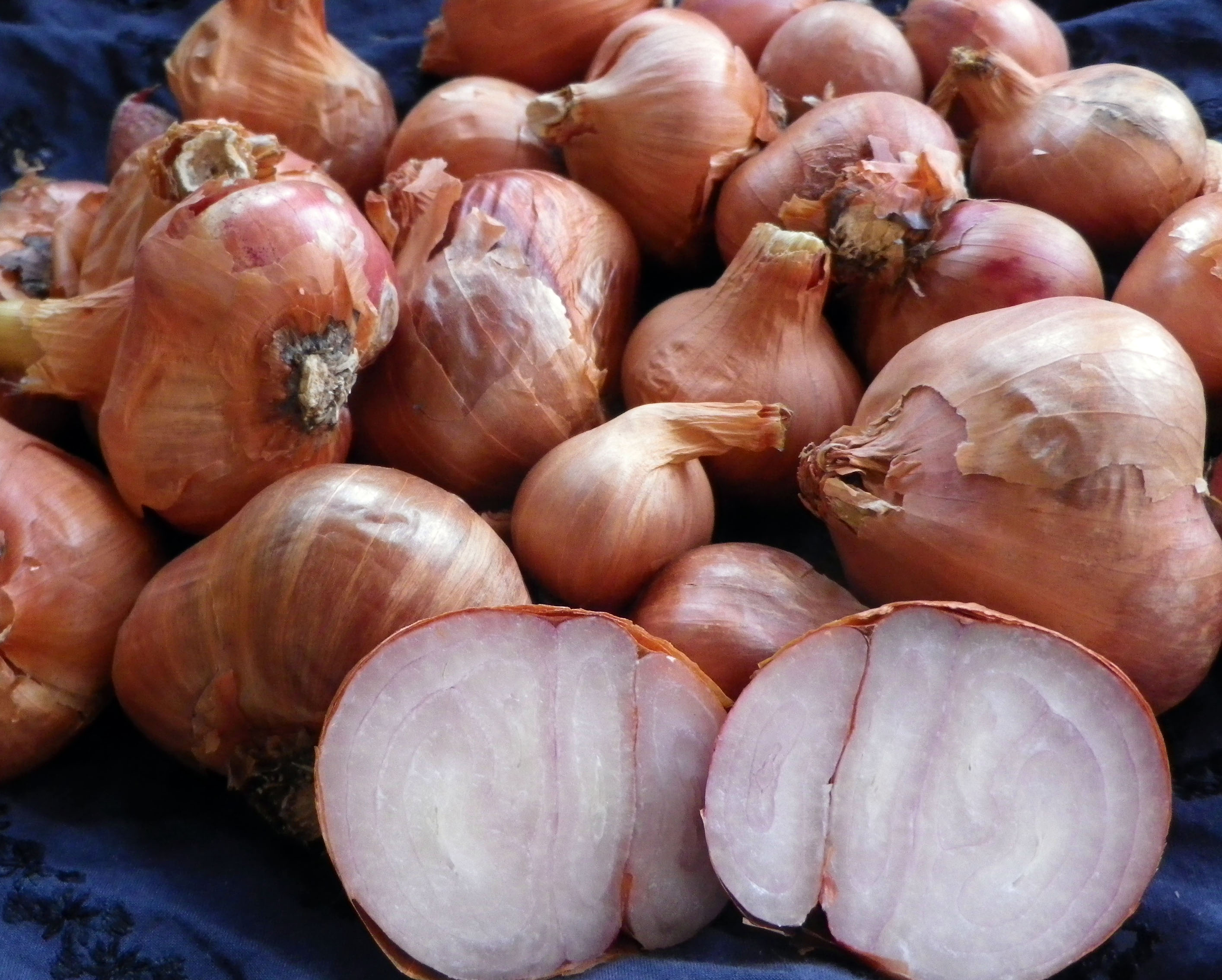 French Round Shallot