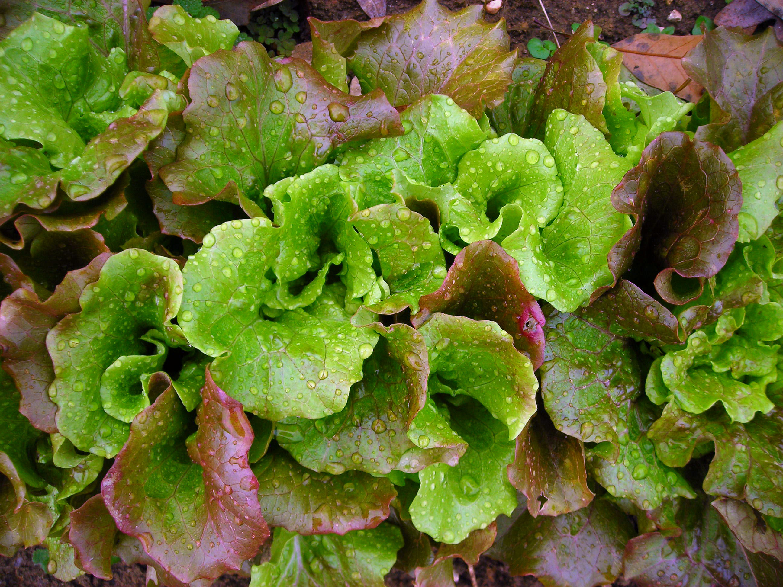 Sierra Batavian/ Crisphead Lettuce