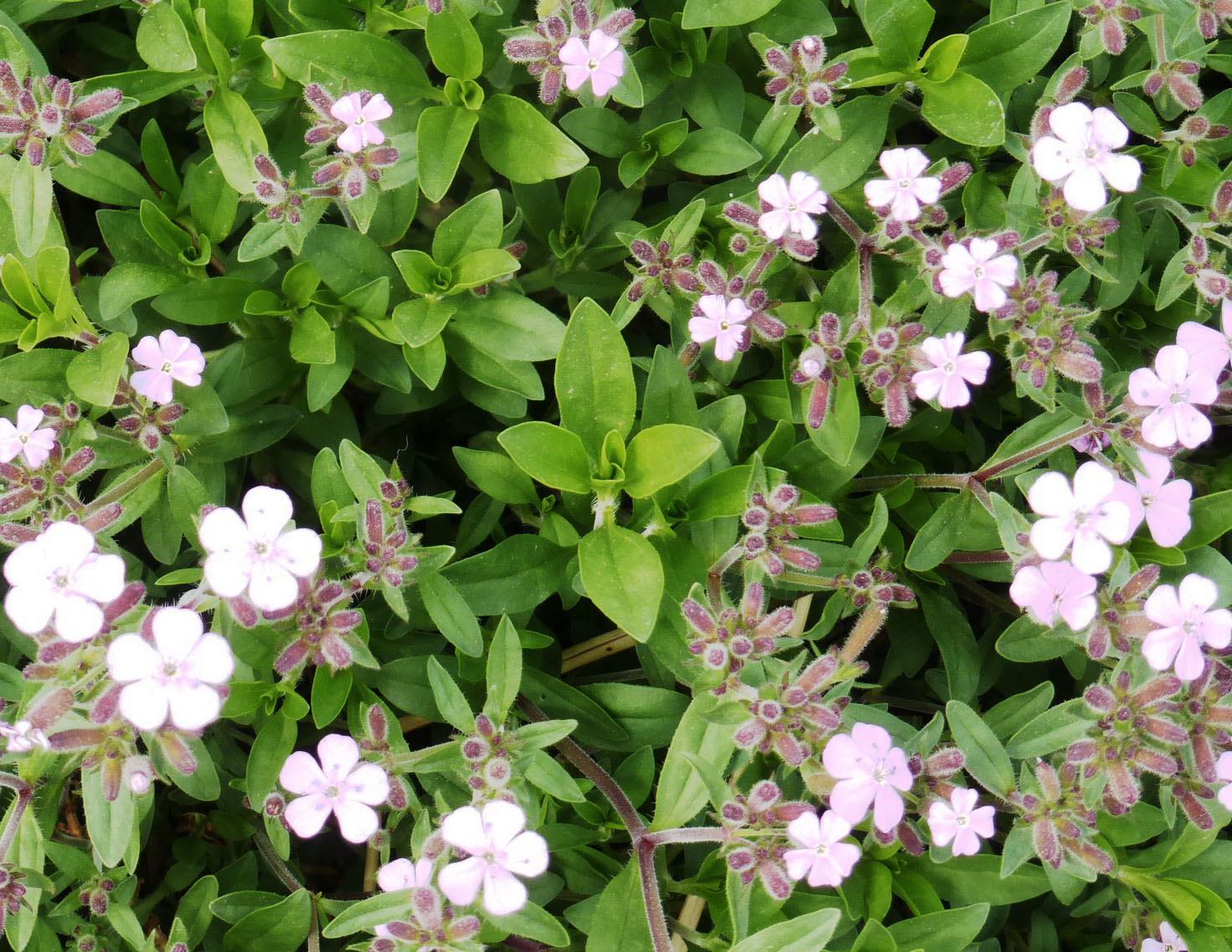 Soapwort