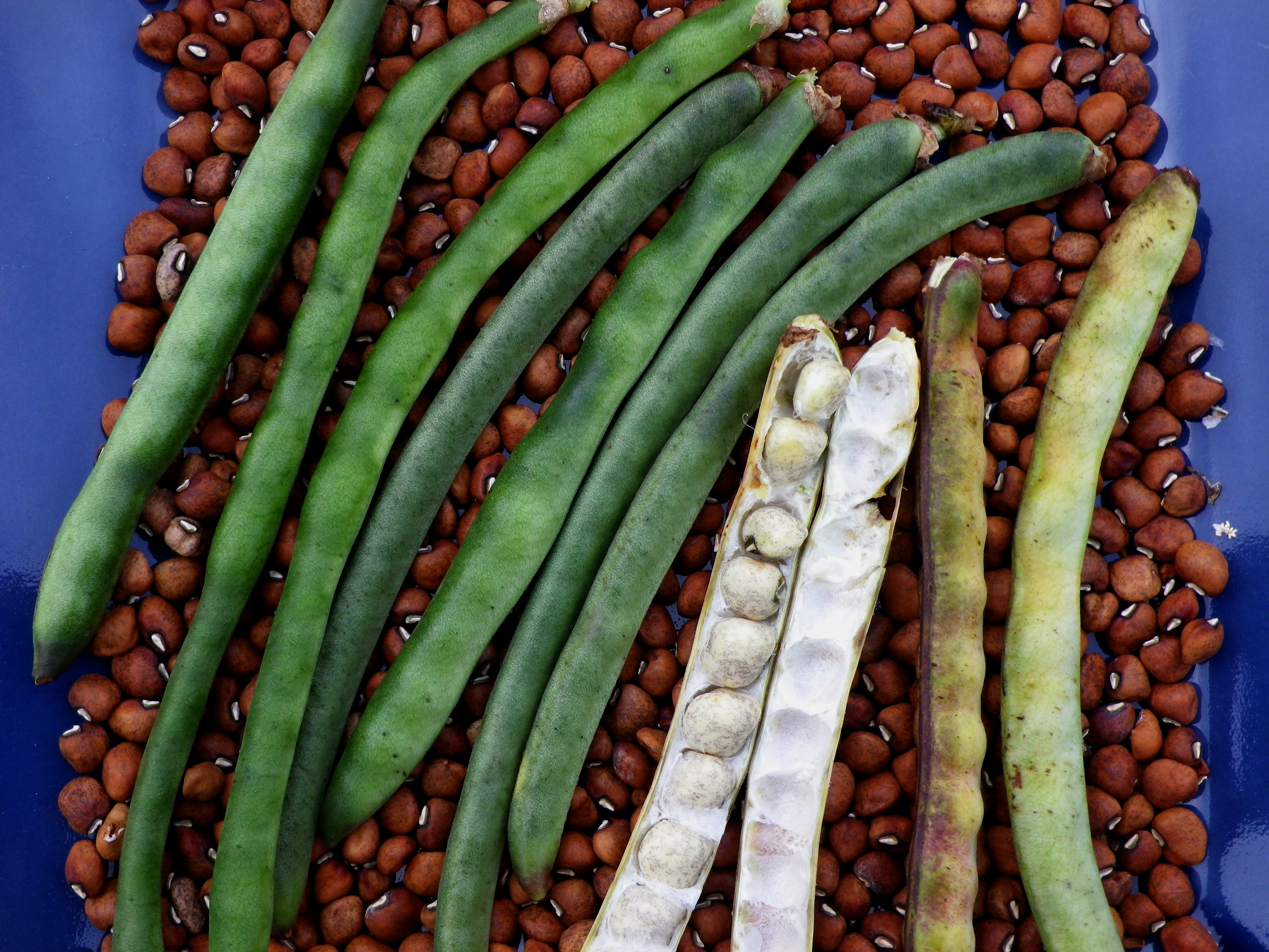 Piggott Pea Southern Pea (Cowpea)