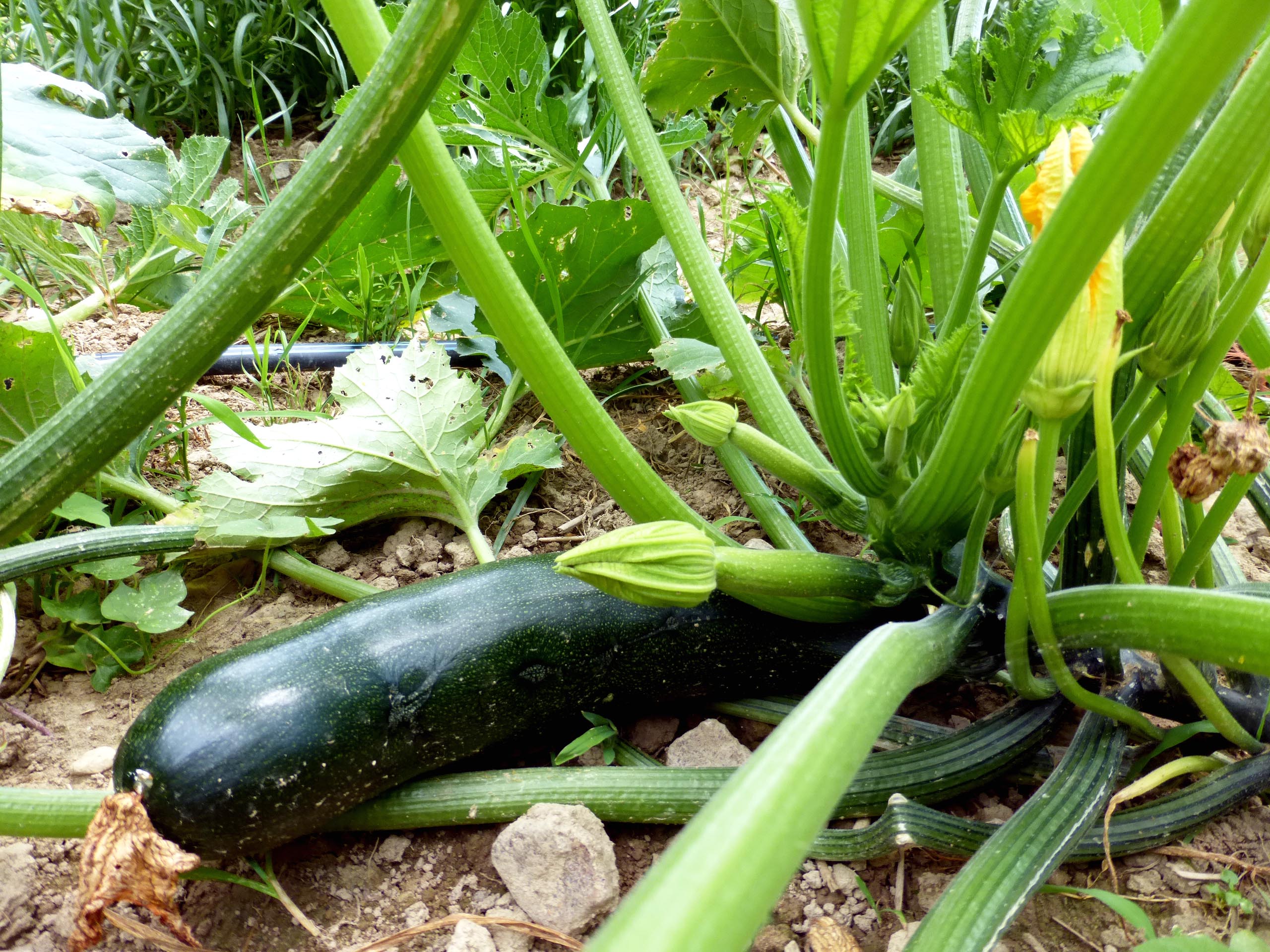 zucchini squash zucchini squash