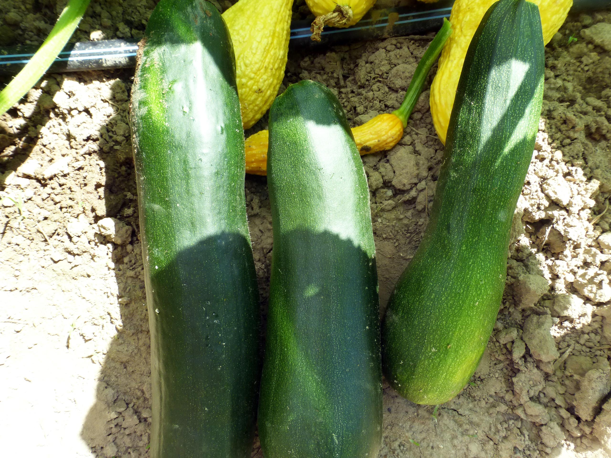 Everwilde Farms Mylar Seed Packet 40 Dark Green Zucchini Summer Squash Seeds