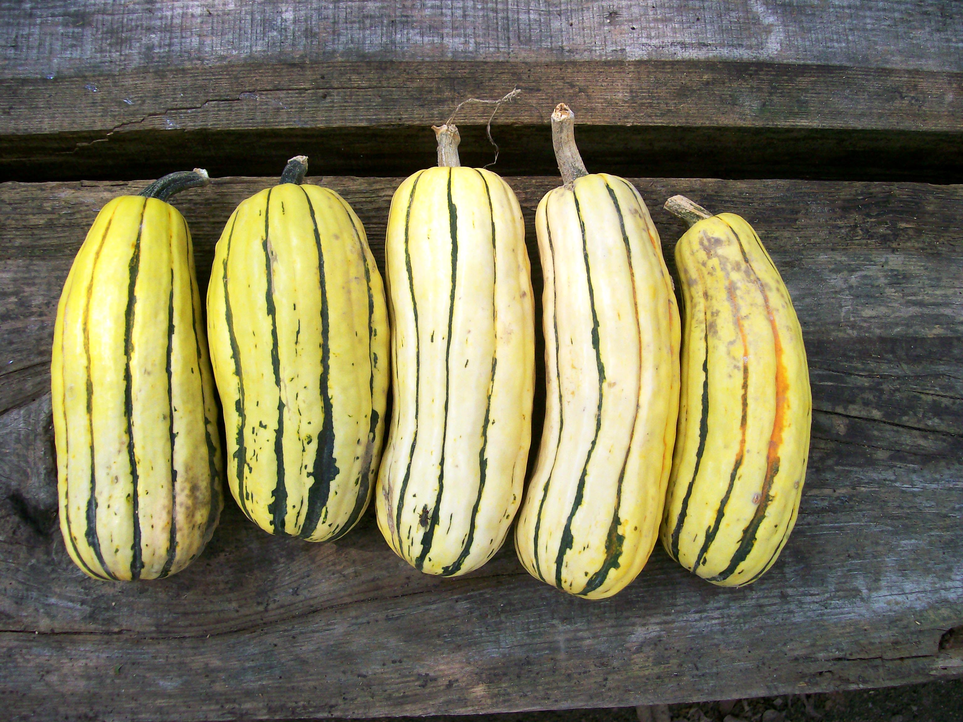 Delicata Zeppelin Winter Squash