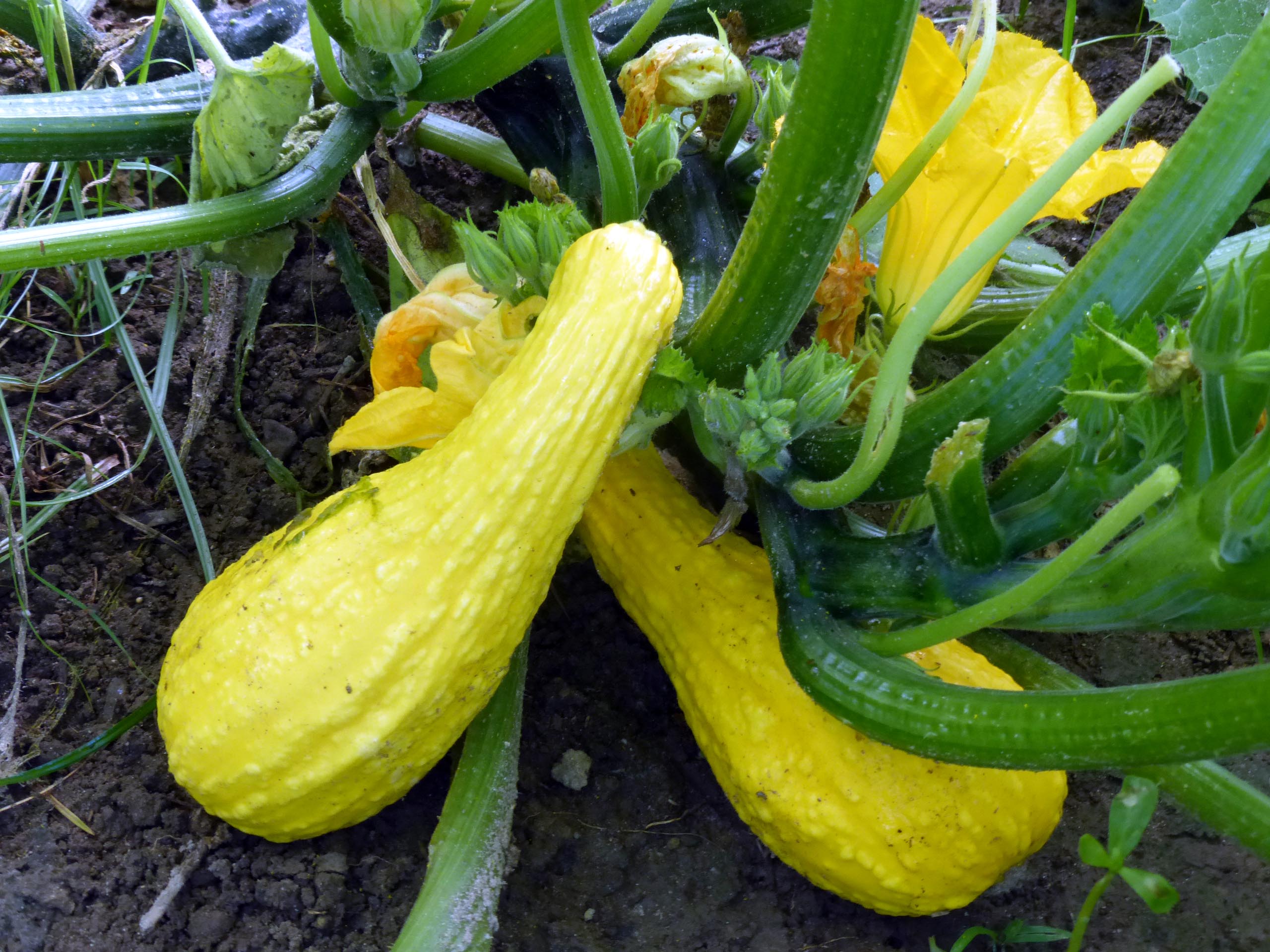 Download Yellow Crookneck Summer Squash