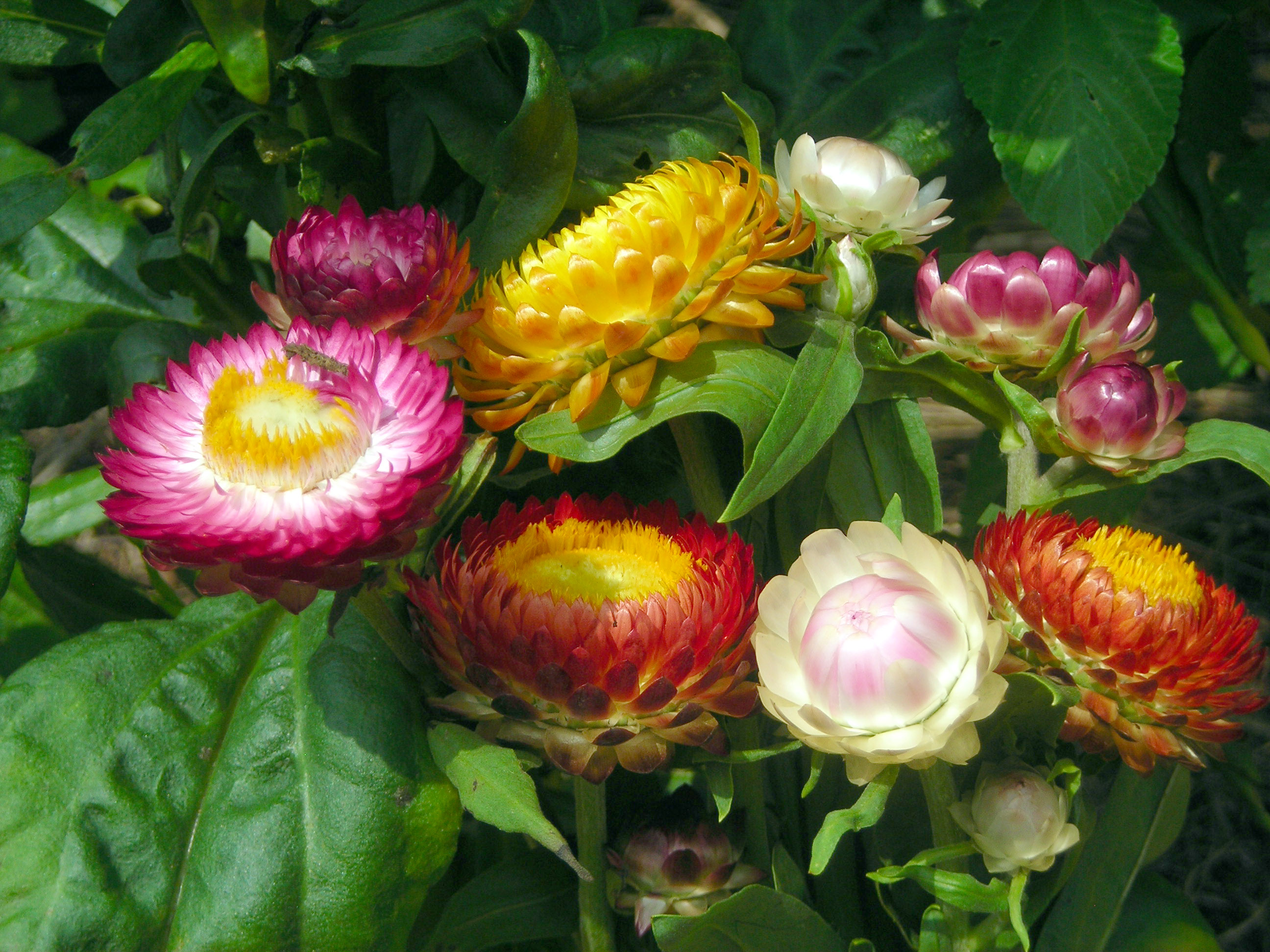 Strawflower Seed- Tall Mixed : Excellent Dried Flowers.