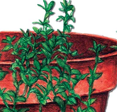 Seeds Of Change 8093 Certified Organic Summer Thyme