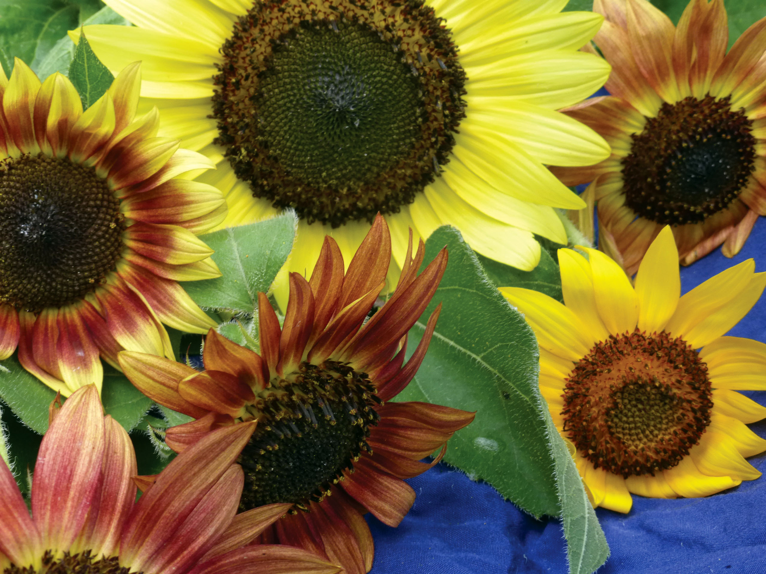 Color Fashion Mix Sunflower