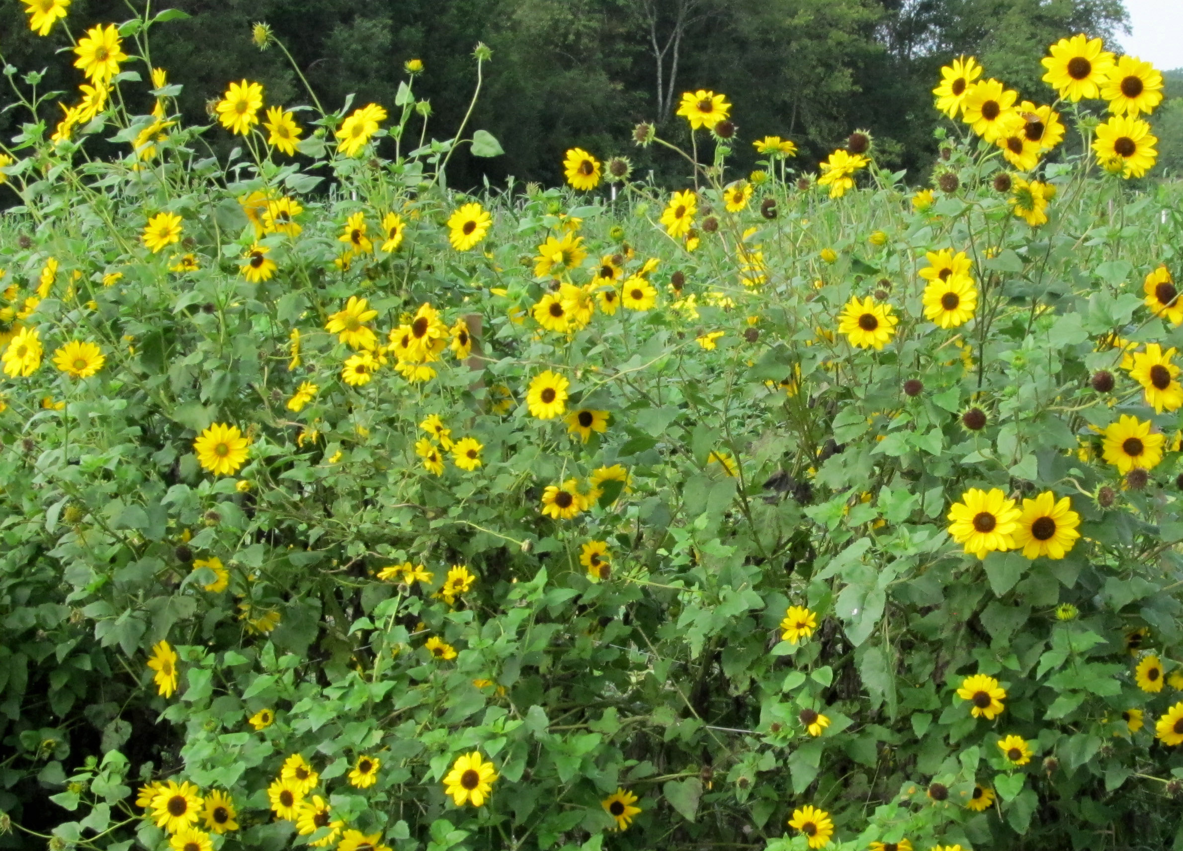 Beach Sunflower (Cucumber-Leaf) Sunflower