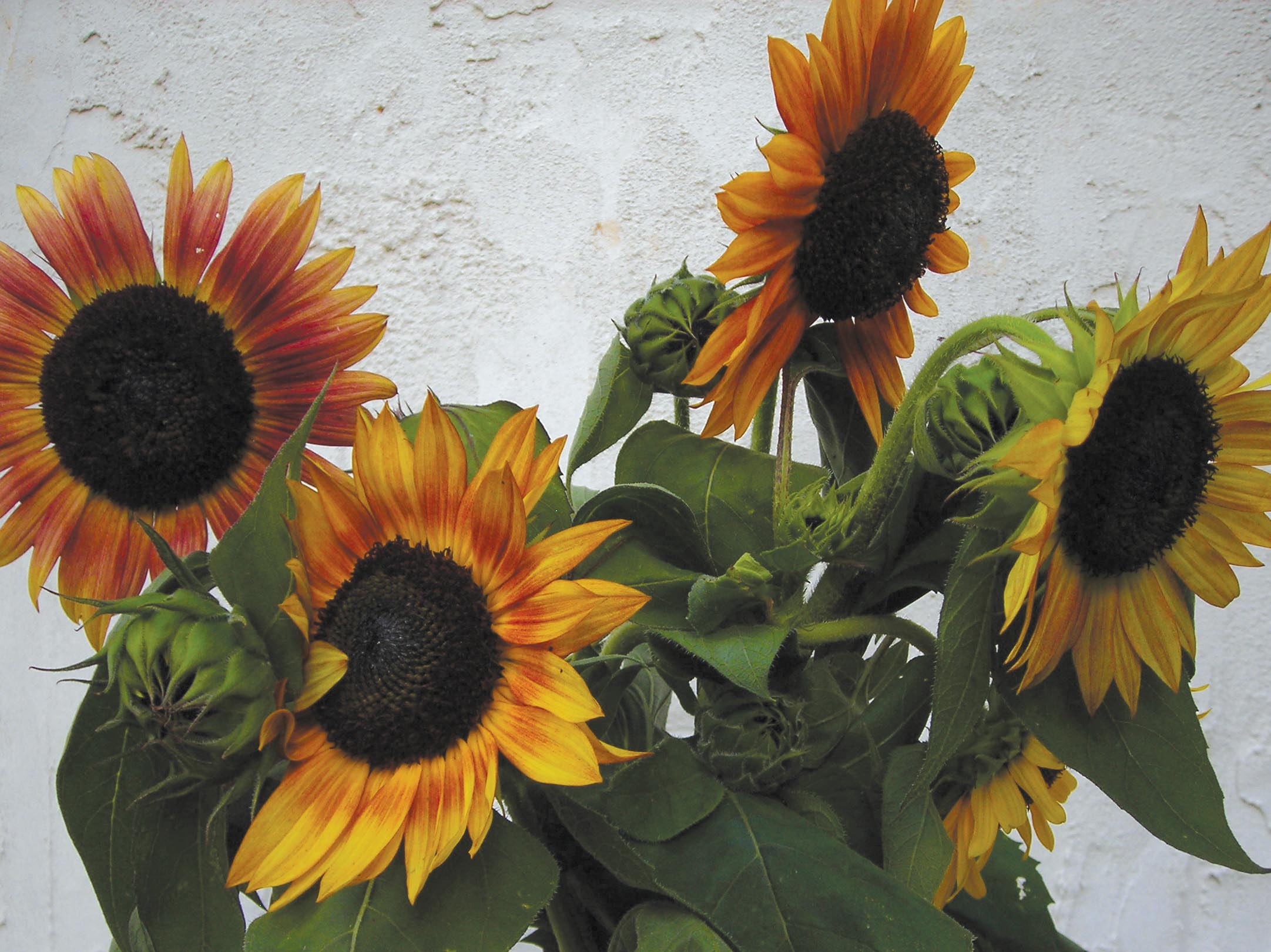 Inca Jewels Sunflower