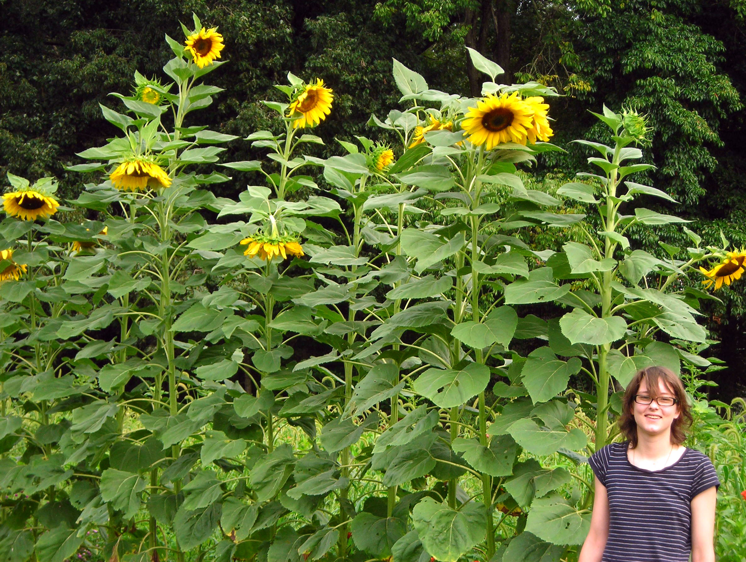 How Long Do Mammoth Sunflowers Take to Grow?