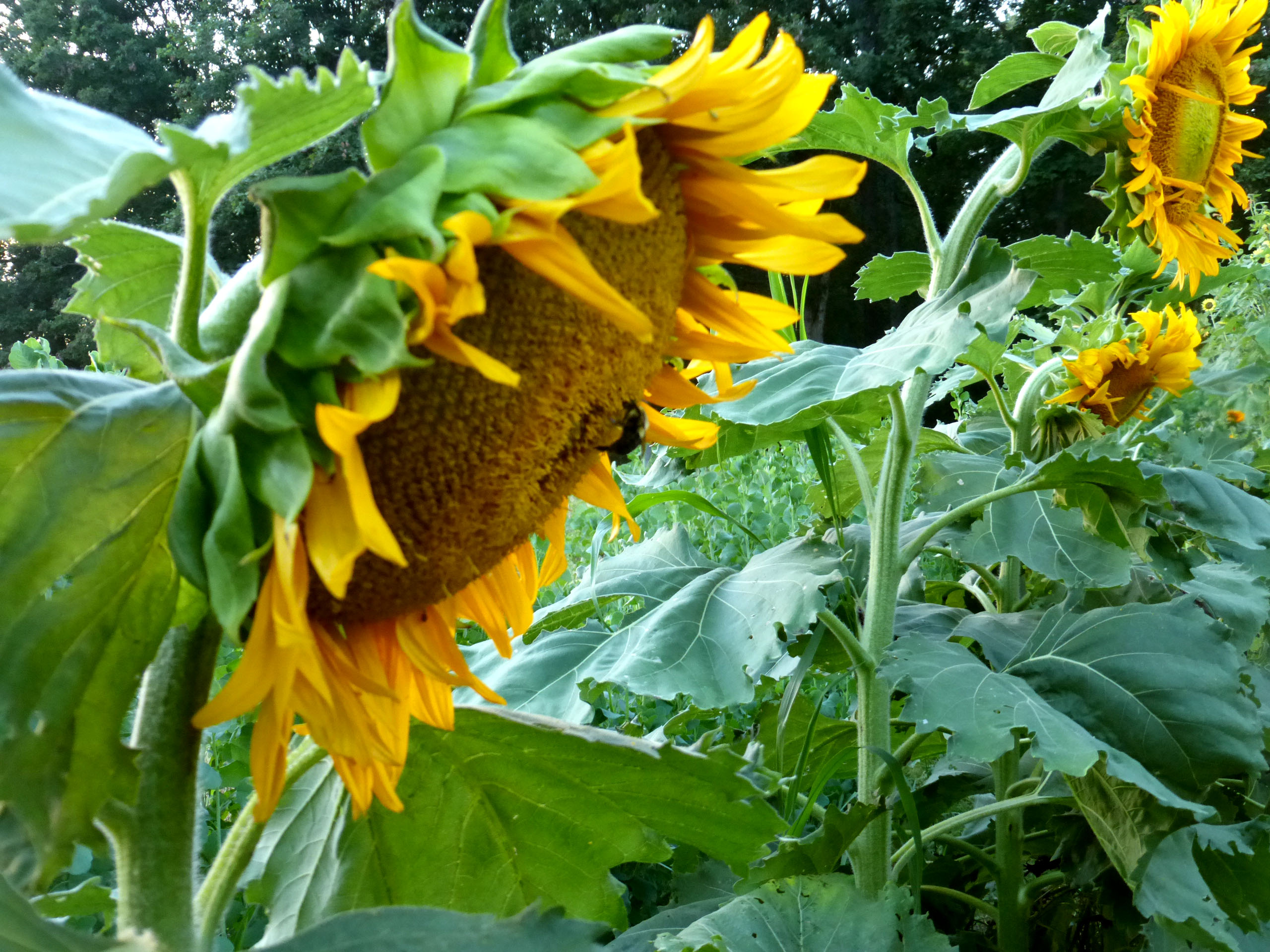 Sunspot Dwarf Sunflower