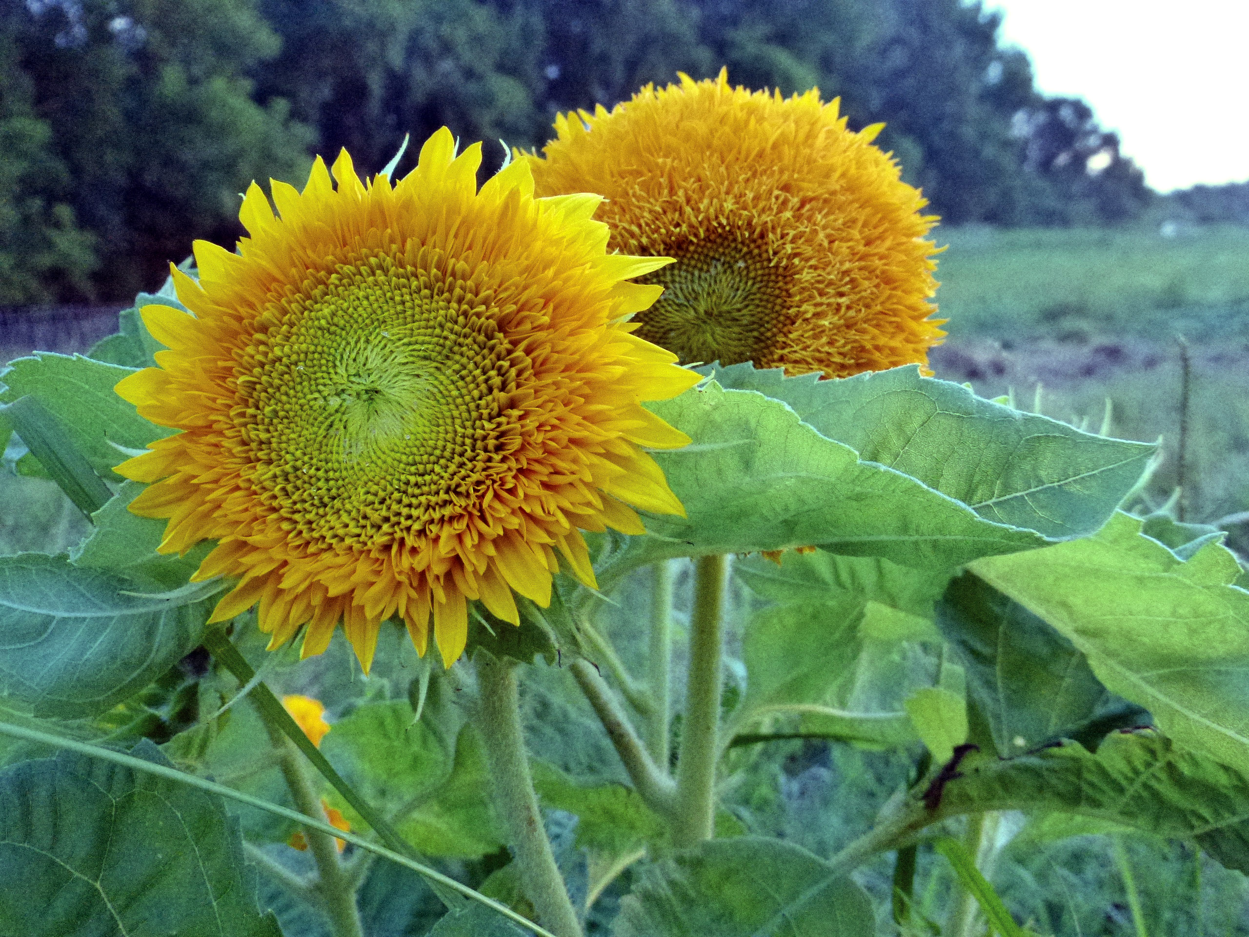 Teddy Bear Dwarf Sunflower, 10 g