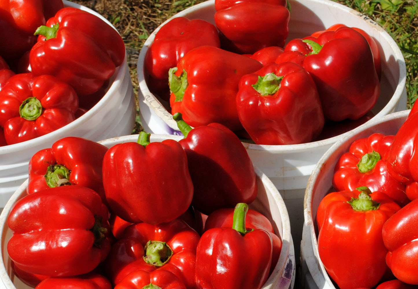 Bull (Large Sweet Sweet Bell Pepper