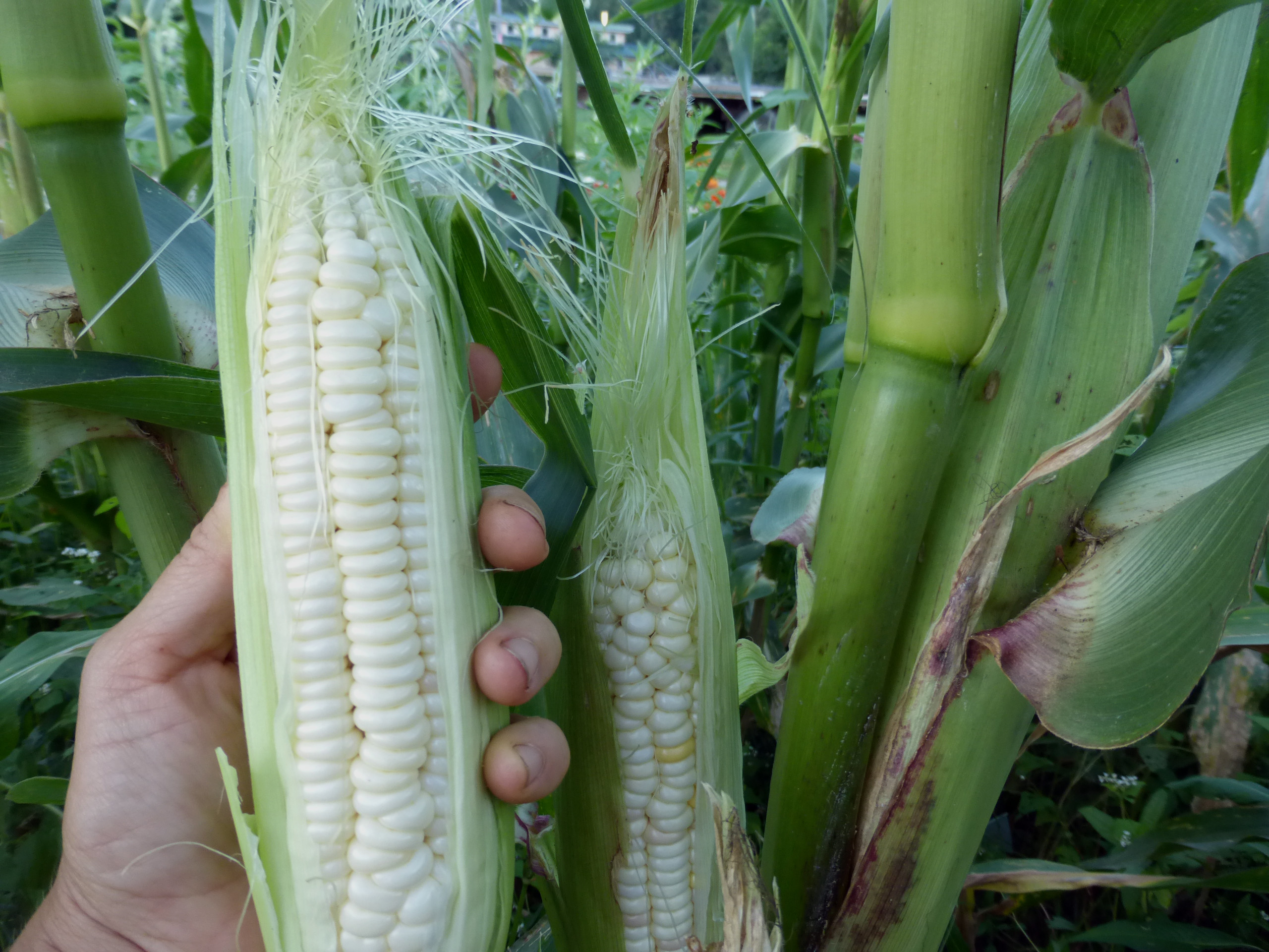 Bodacious RM sugary enhanced hybrid Sweet Corn