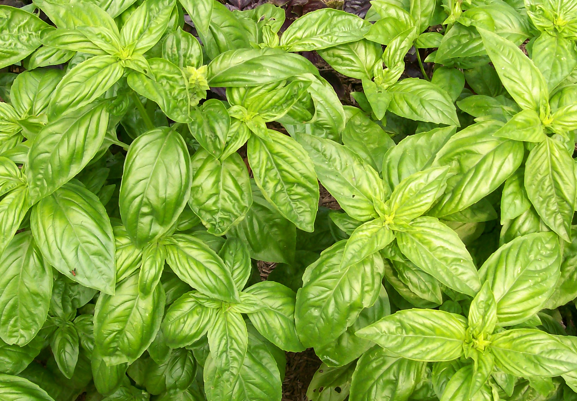 Basil Sweet Genovese Herb Plants 3 x Full Plants in Pots
