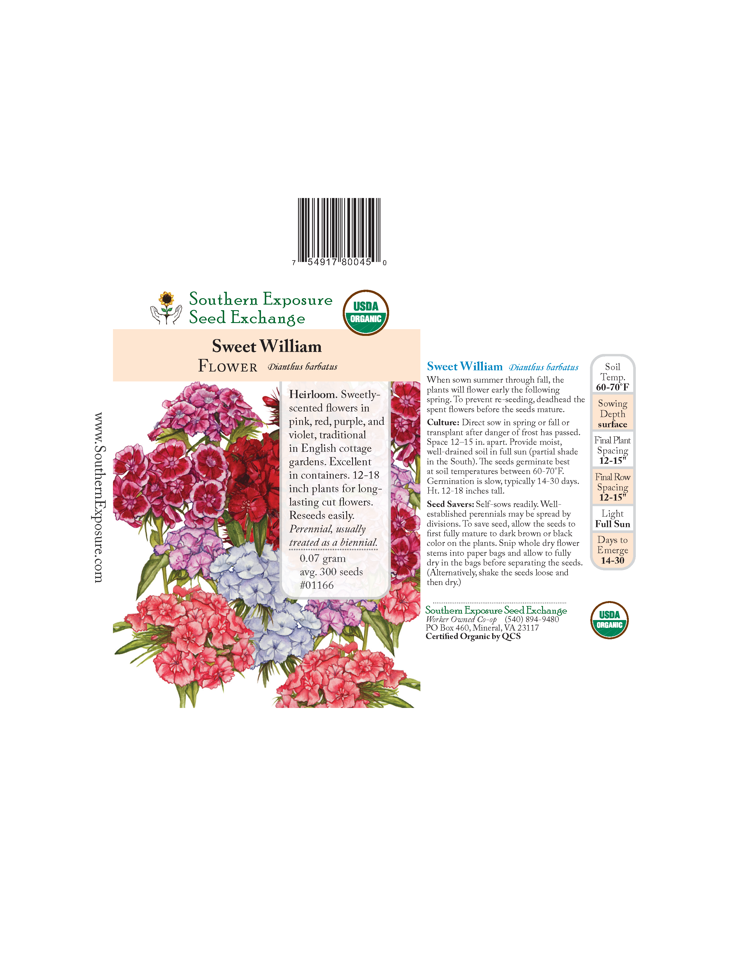 Sweet William