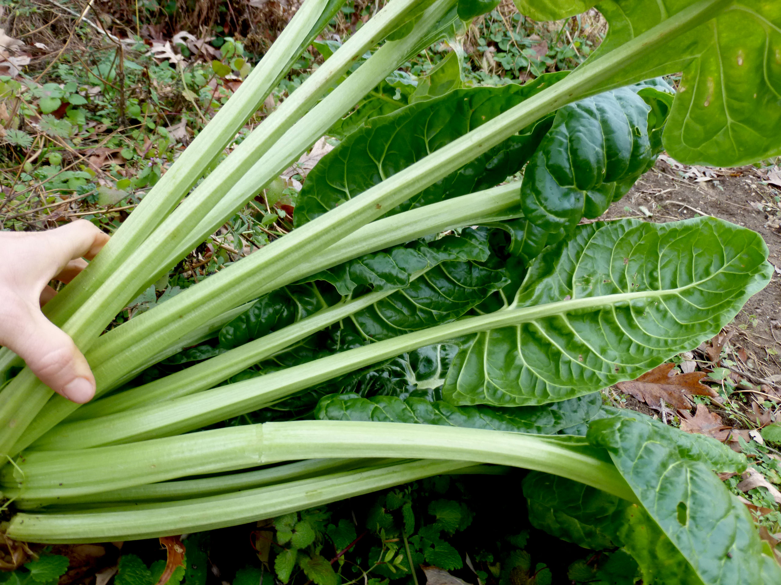 Perpetual Spinach (Leaf Beet Chard)