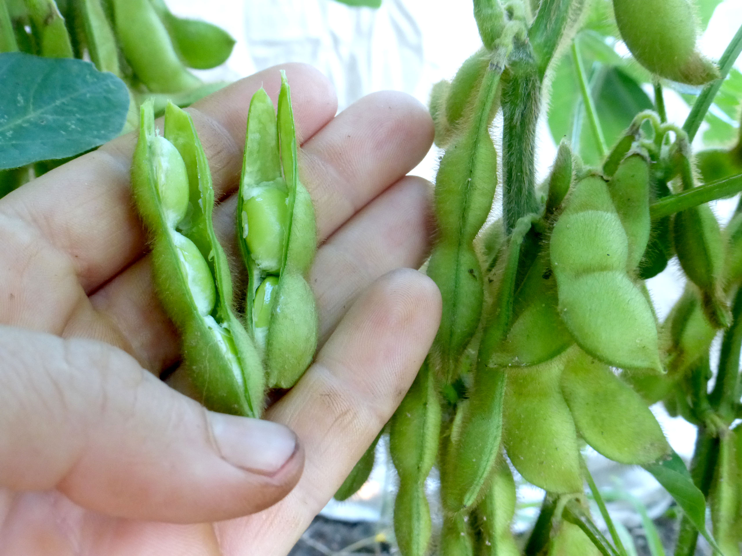 Tankuro Edamame (Soybean)