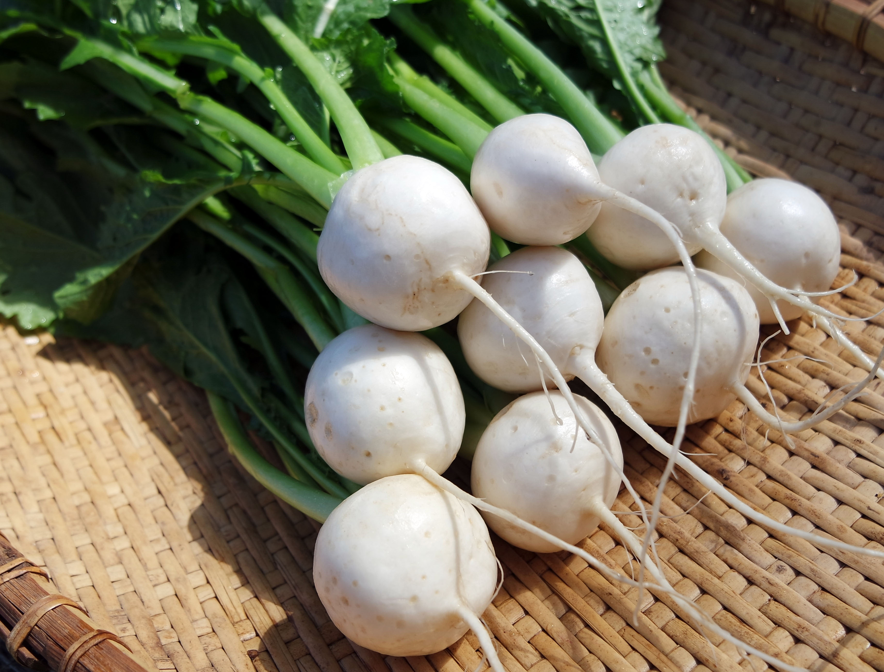 Tokyo Market Turnip