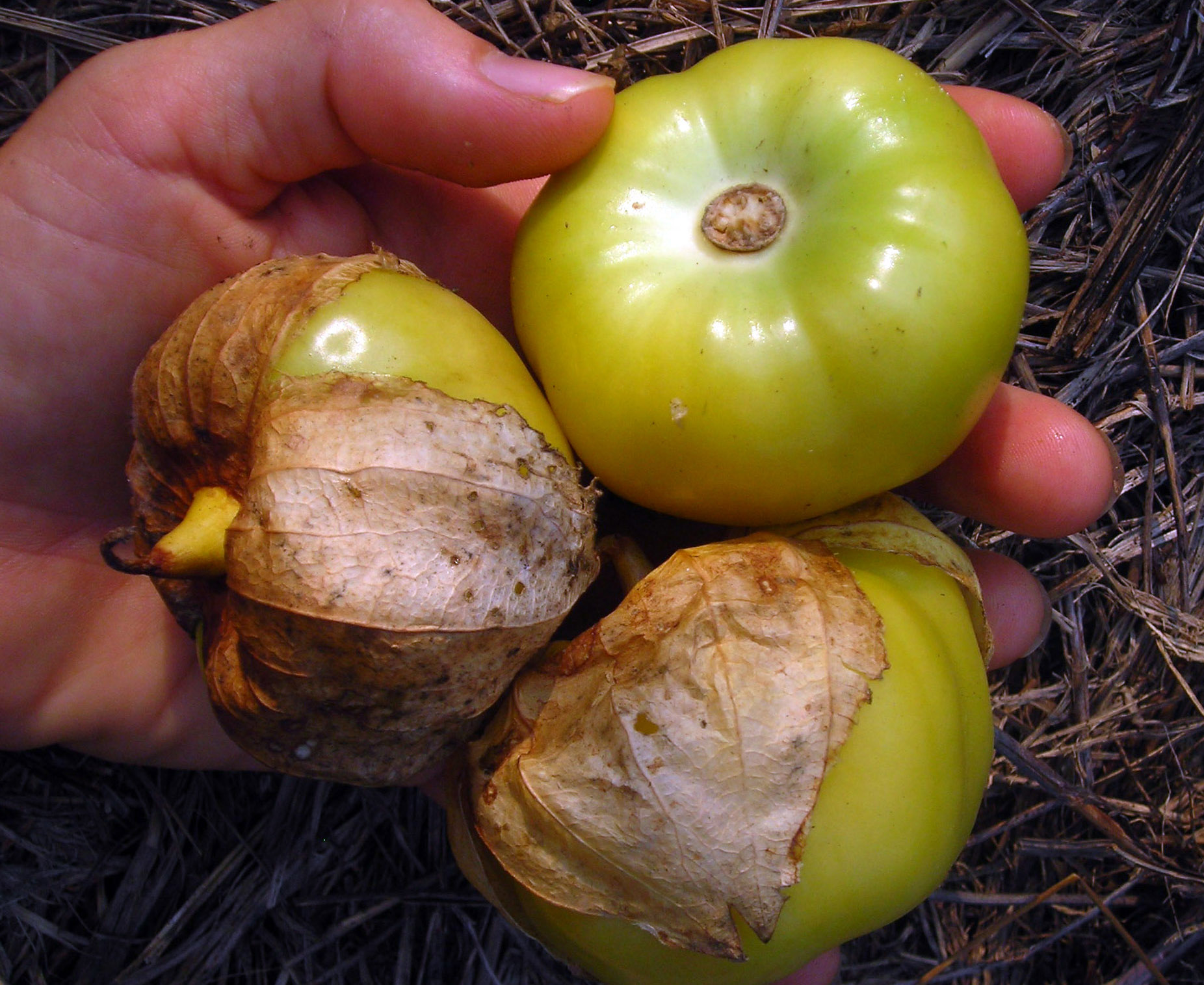 Everona Large Green Tomatillo