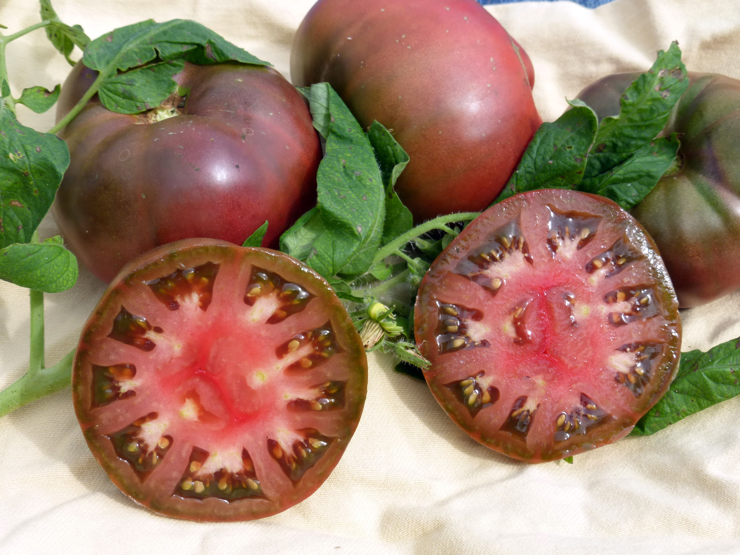 Brandywine Heirloom Tomatoes Information and Facts
